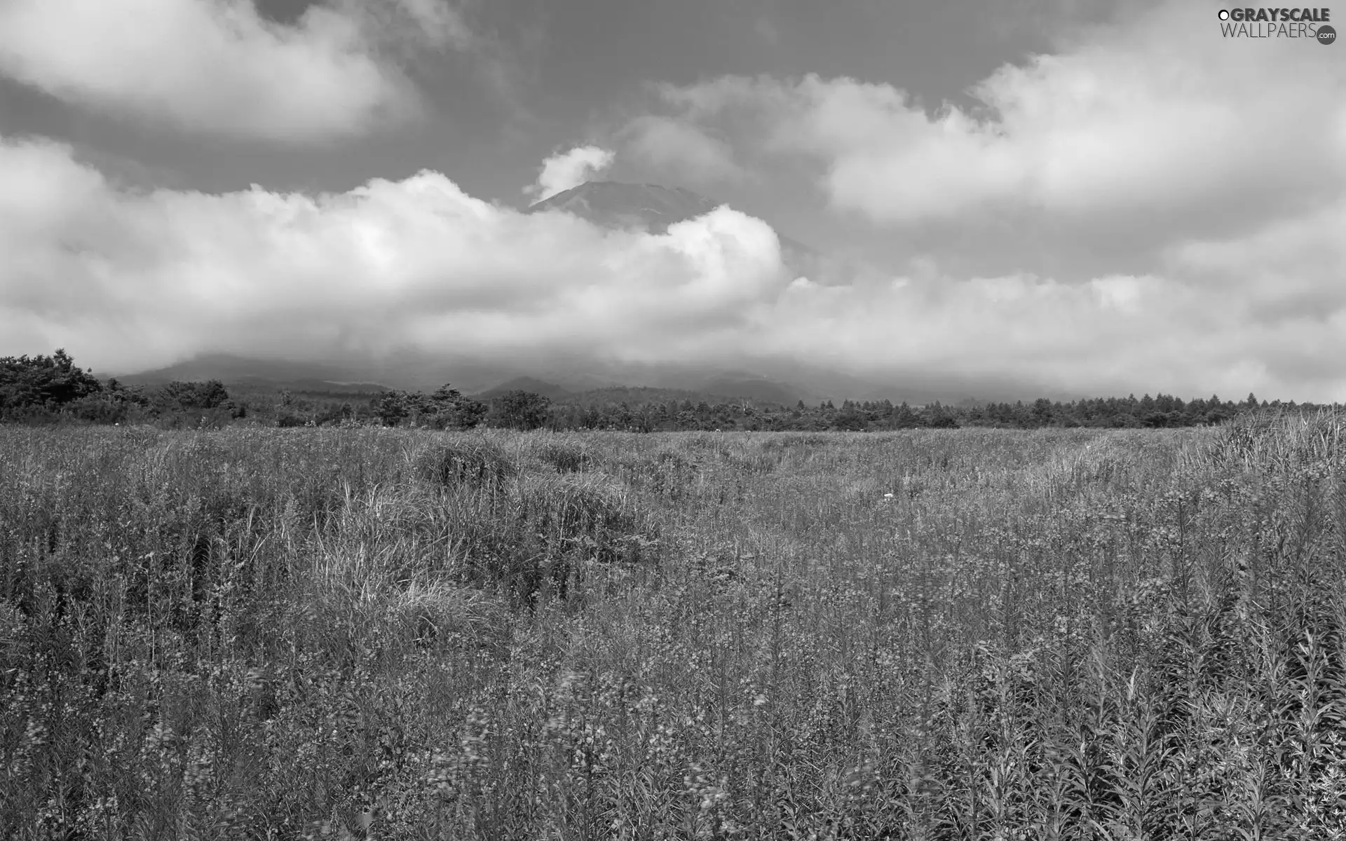 Meadow, Flowers, Mountains, clouds, panorama