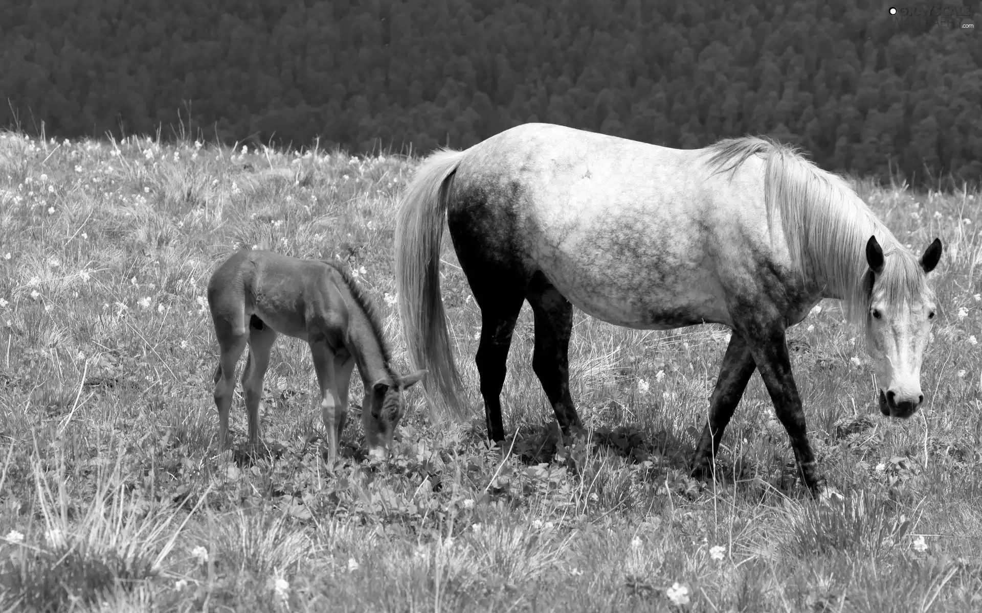 Meadow, Mare, foal