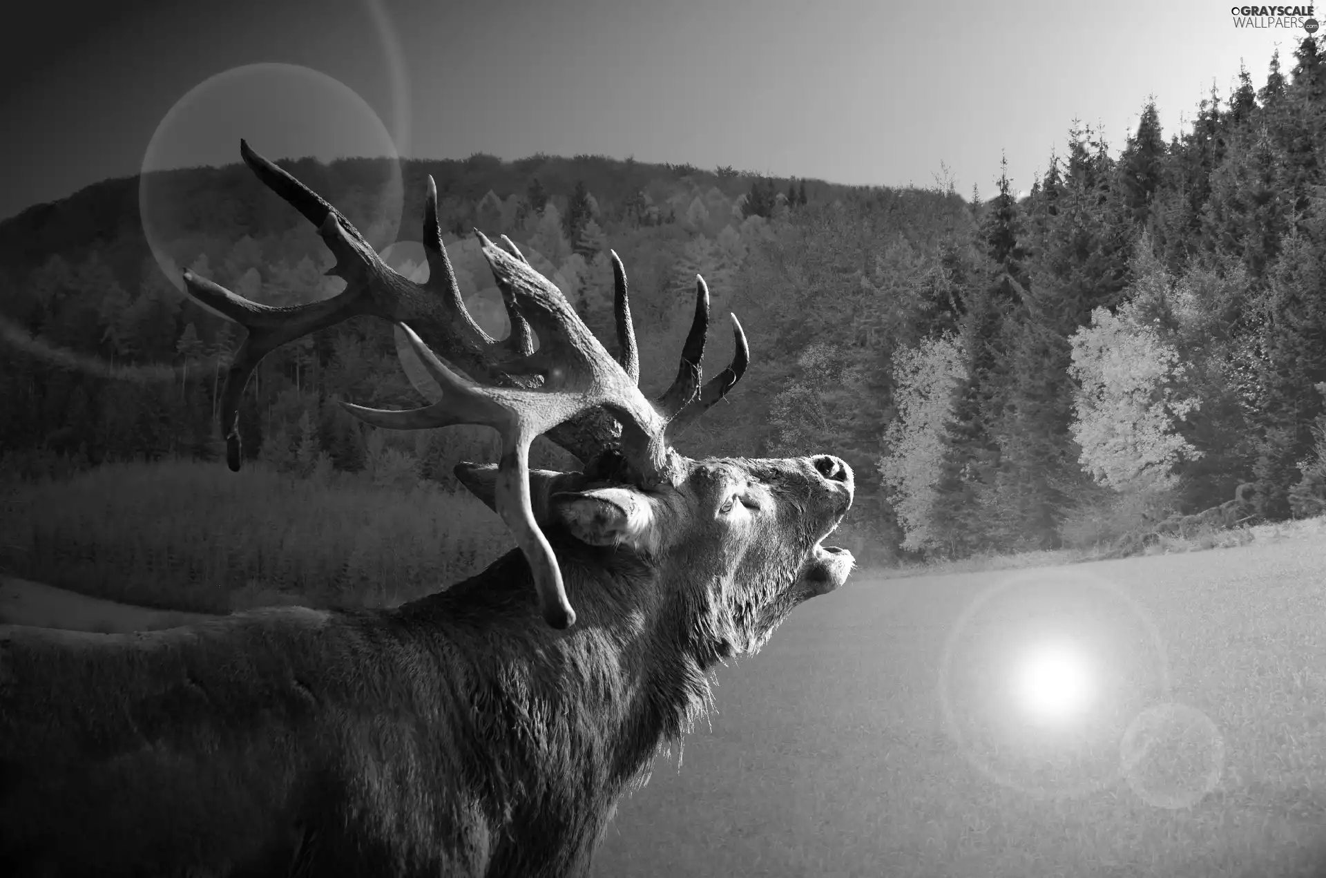 Meadow, deer, forest