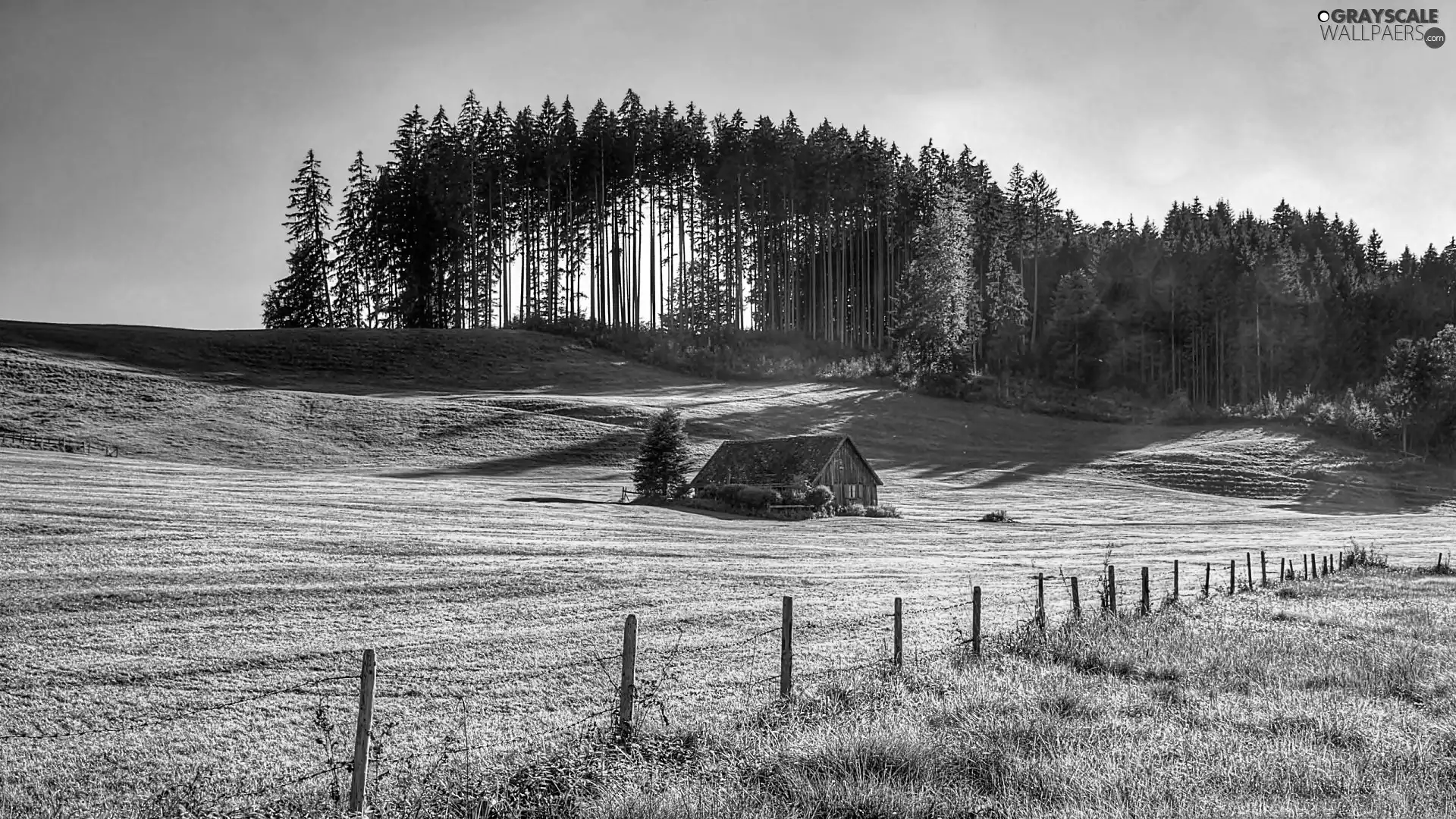 ligh, Field, forest, flash, house, summer, Meadow, luminosity, sun, Przebijające