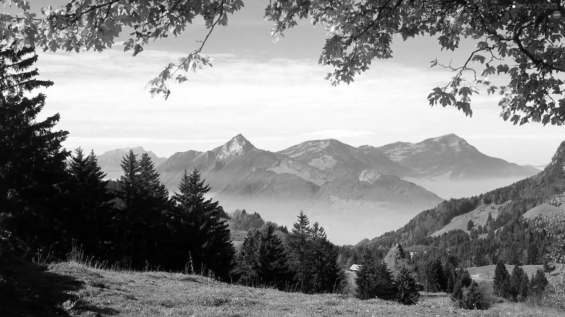 Meadow, Mountains, forest