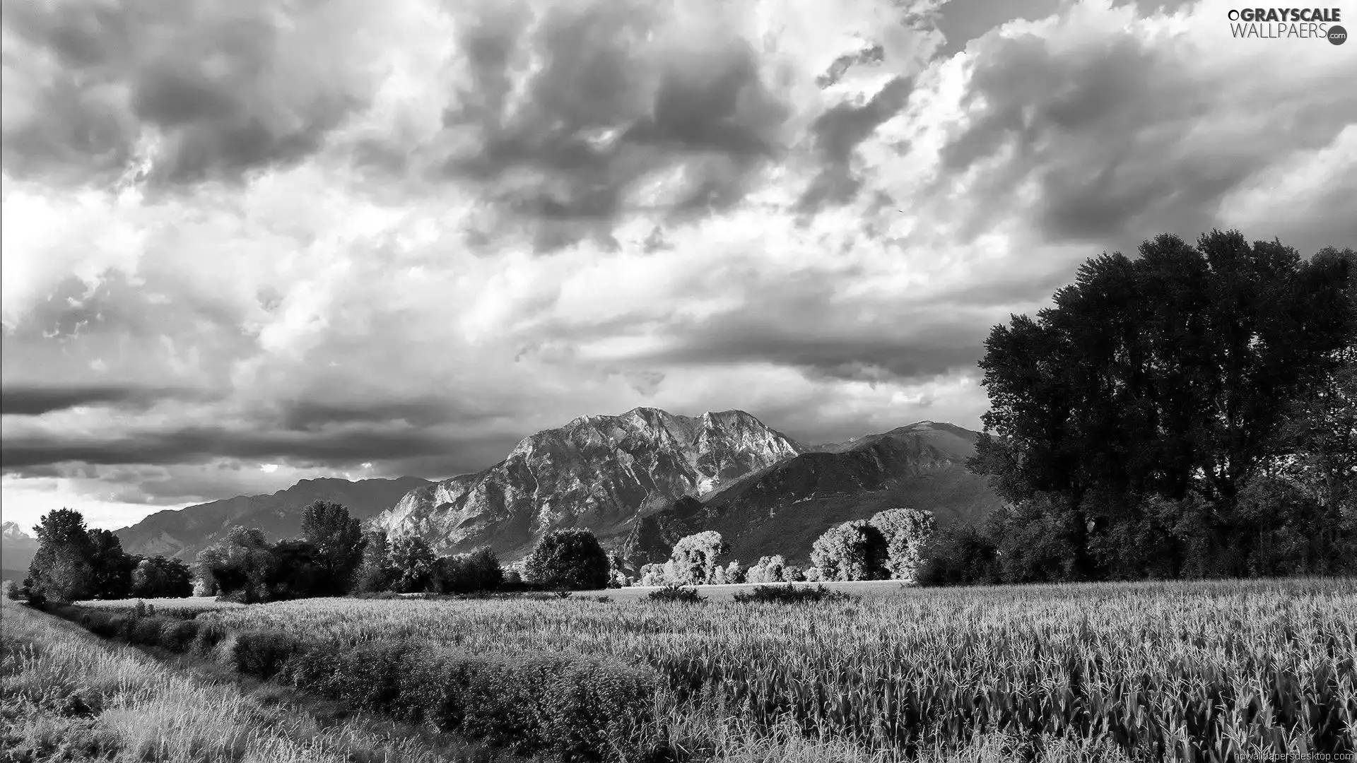 Meadow, Mountains, forest