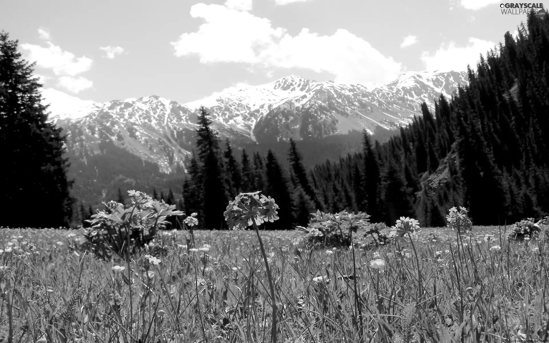 Meadow, Mountains, forest