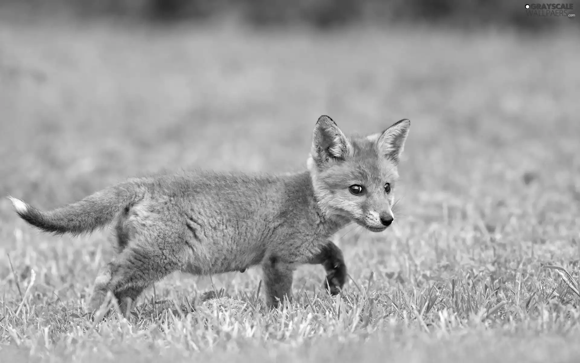 Meadow, young, fox