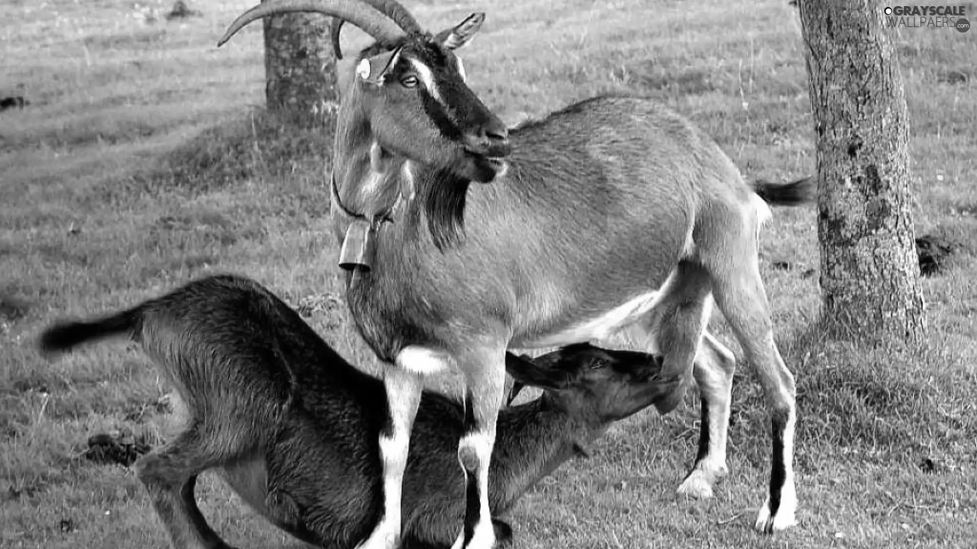 Goats, Meadow
