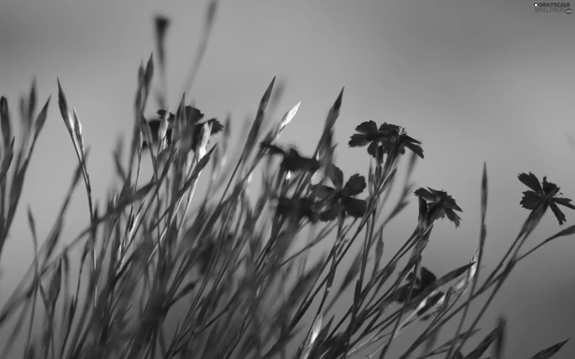 Meadow, Flowers, grass