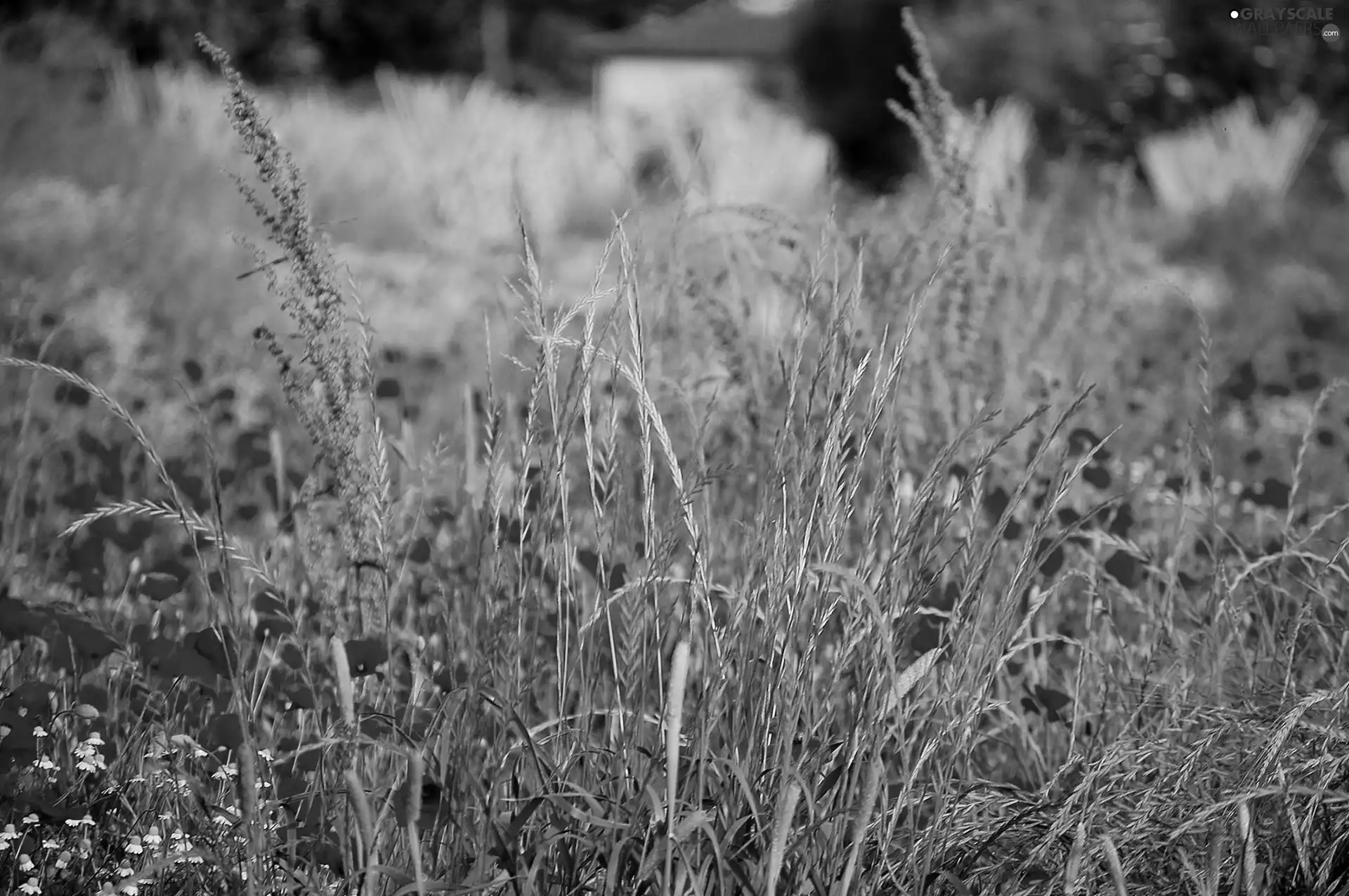 Meadow, papavers, grass