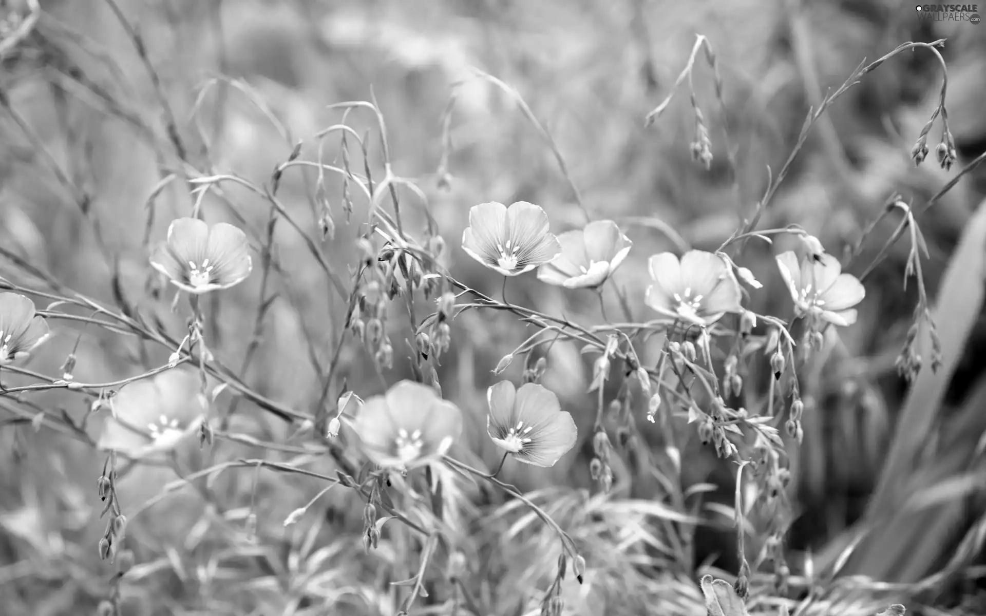 Spring, flowers, speedwell, Blue