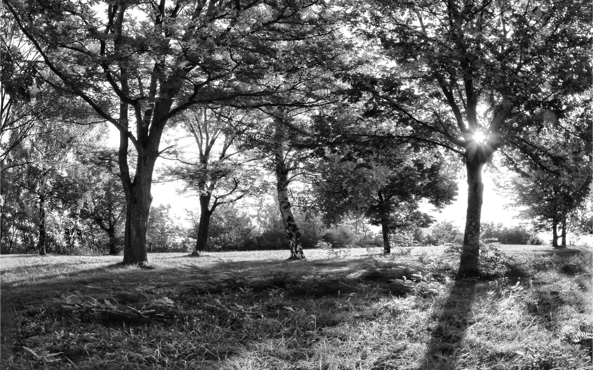 Meadow, grass, viewes, Hardwood, trees