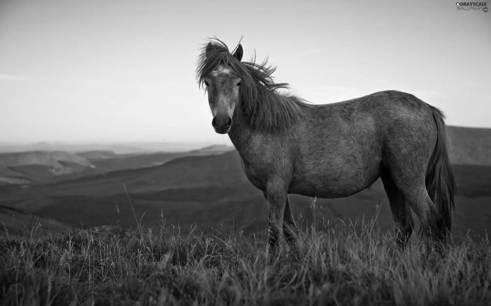 Gray, mane, Meadow, Horse