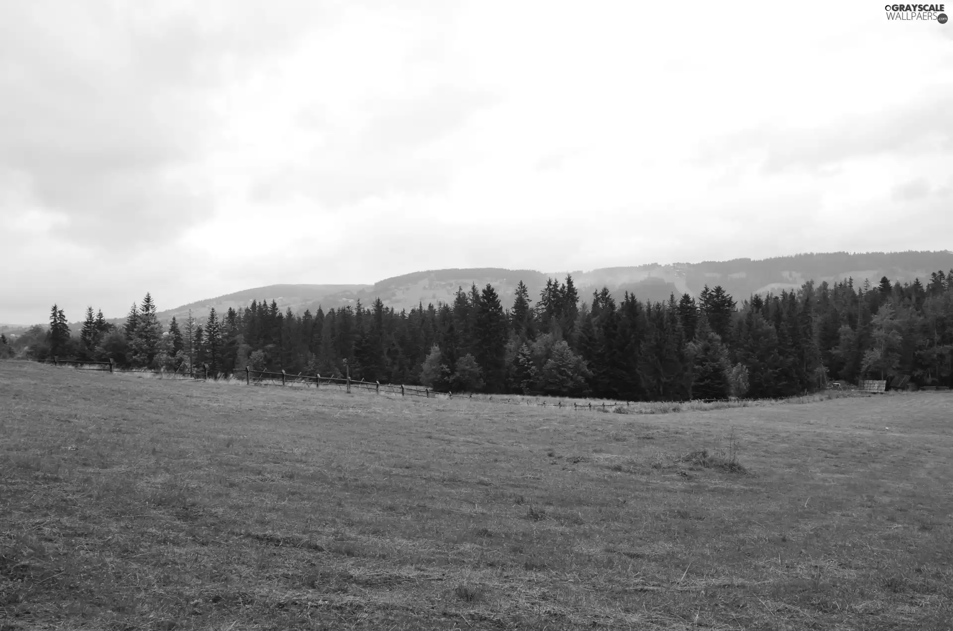 gubalowka, Meadow