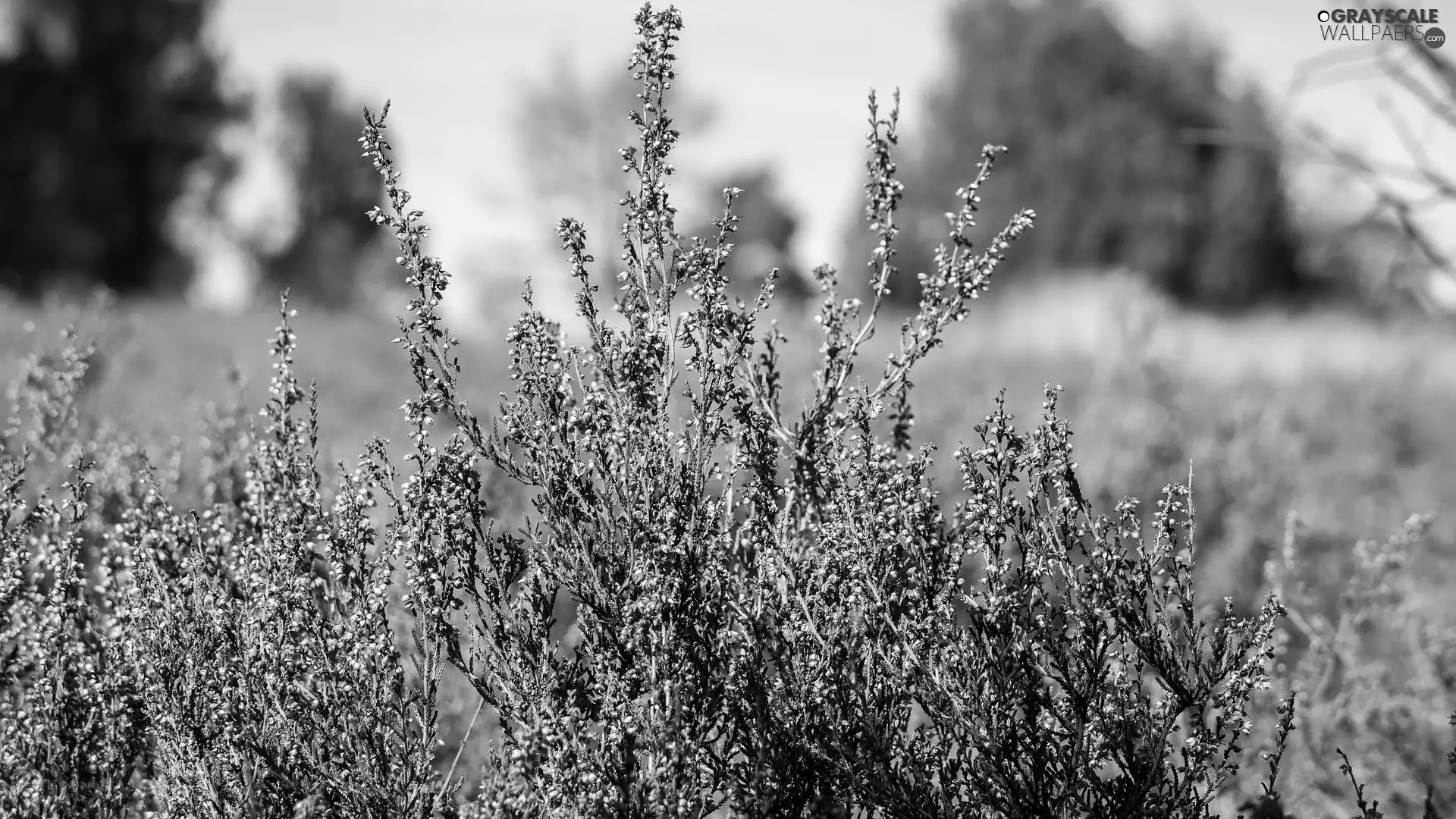 heather, Meadow