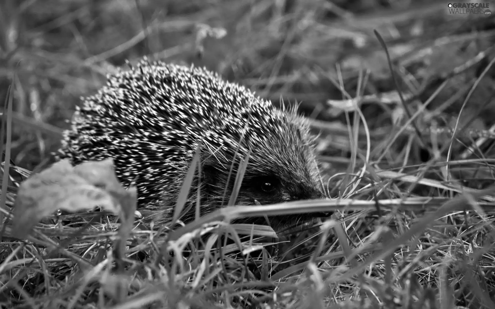 hedgehog, Meadow