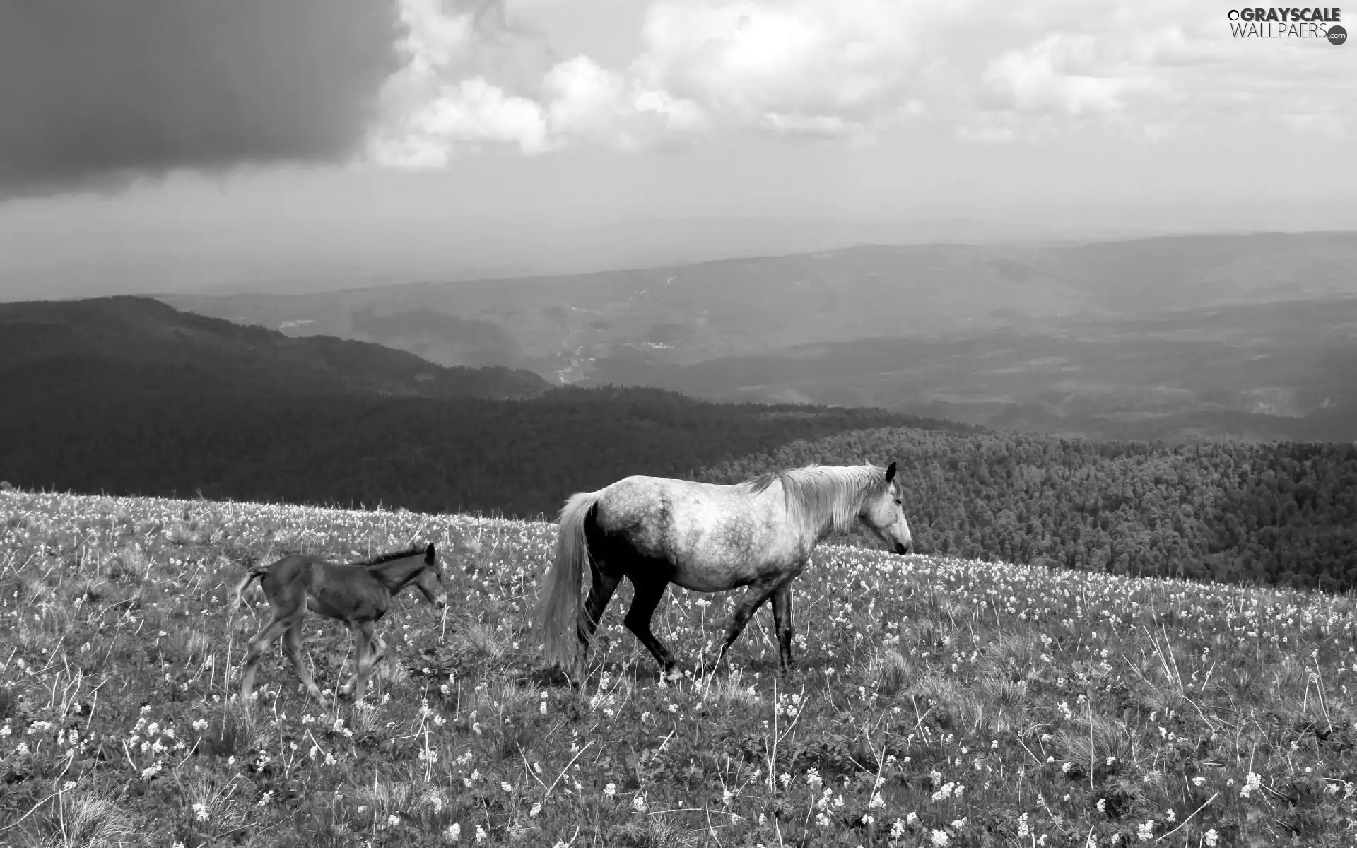 Meadow, The Hills, grizzle, Colt, Horse