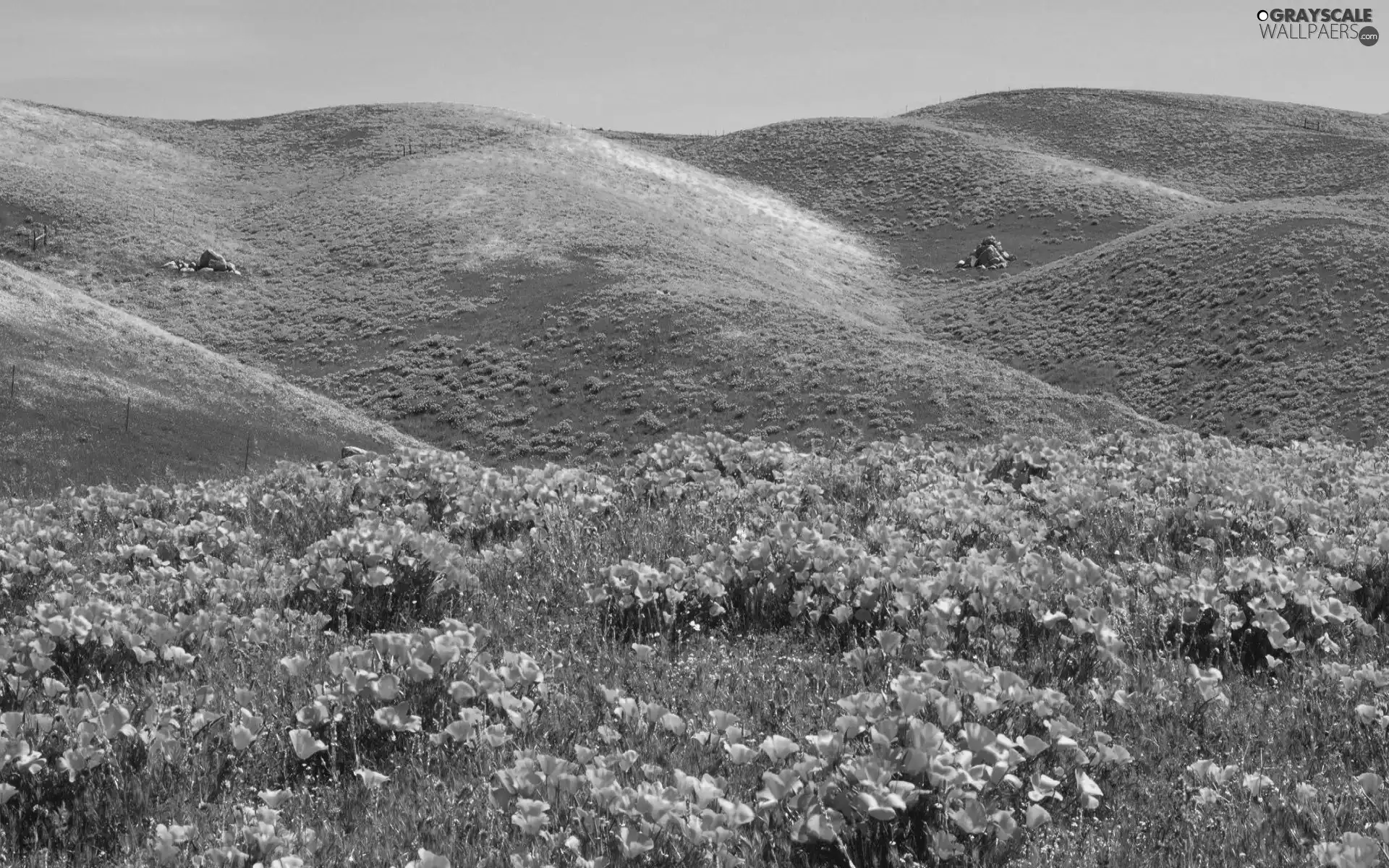 The Hills, papavers, Meadow