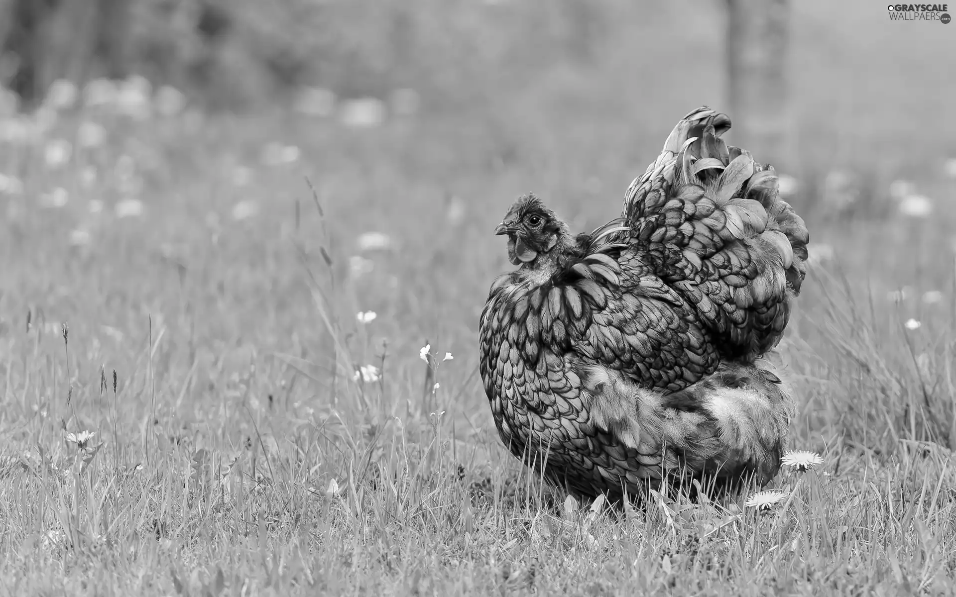 Meadow, chicken, home