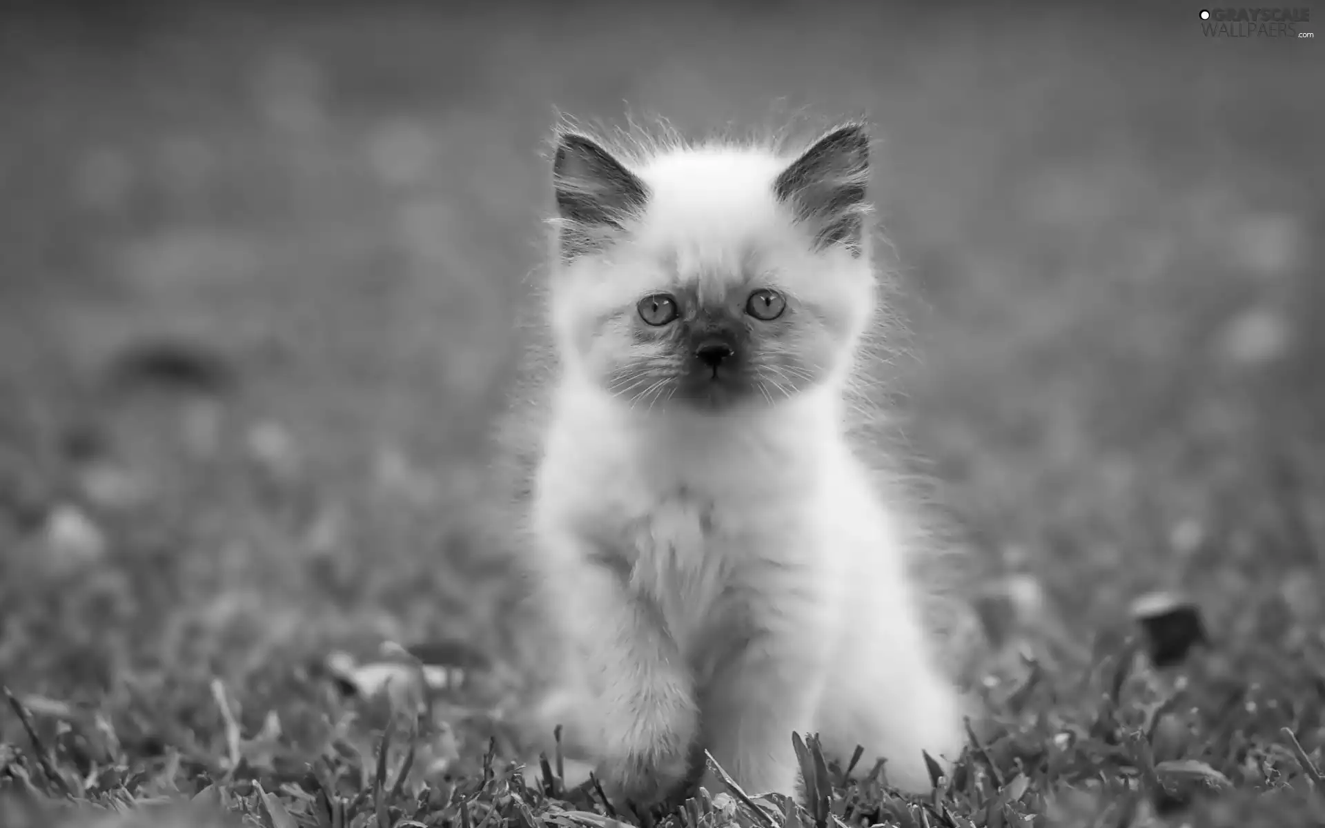 honeyed, siamese, Meadow, kitten