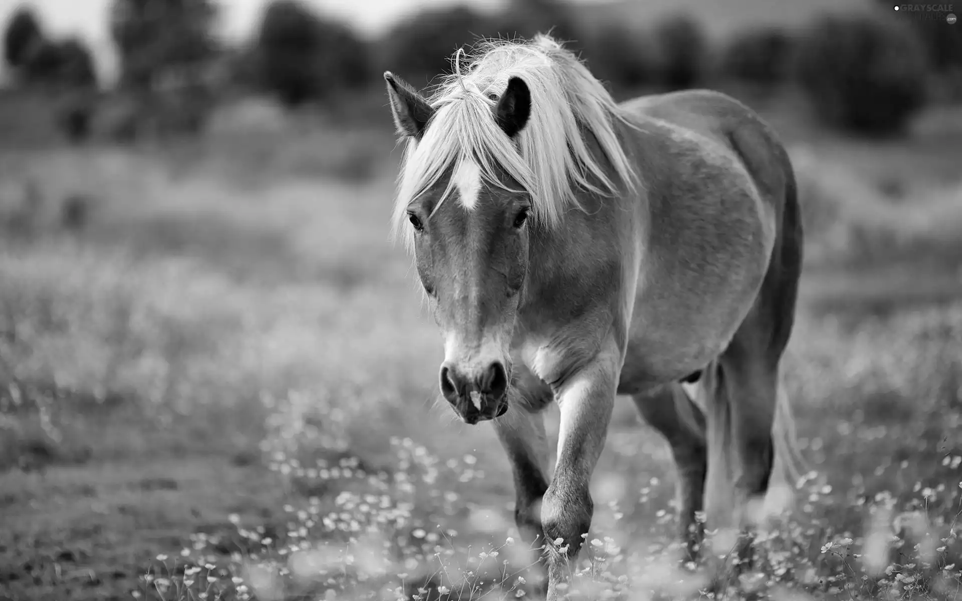 Horse, Meadow