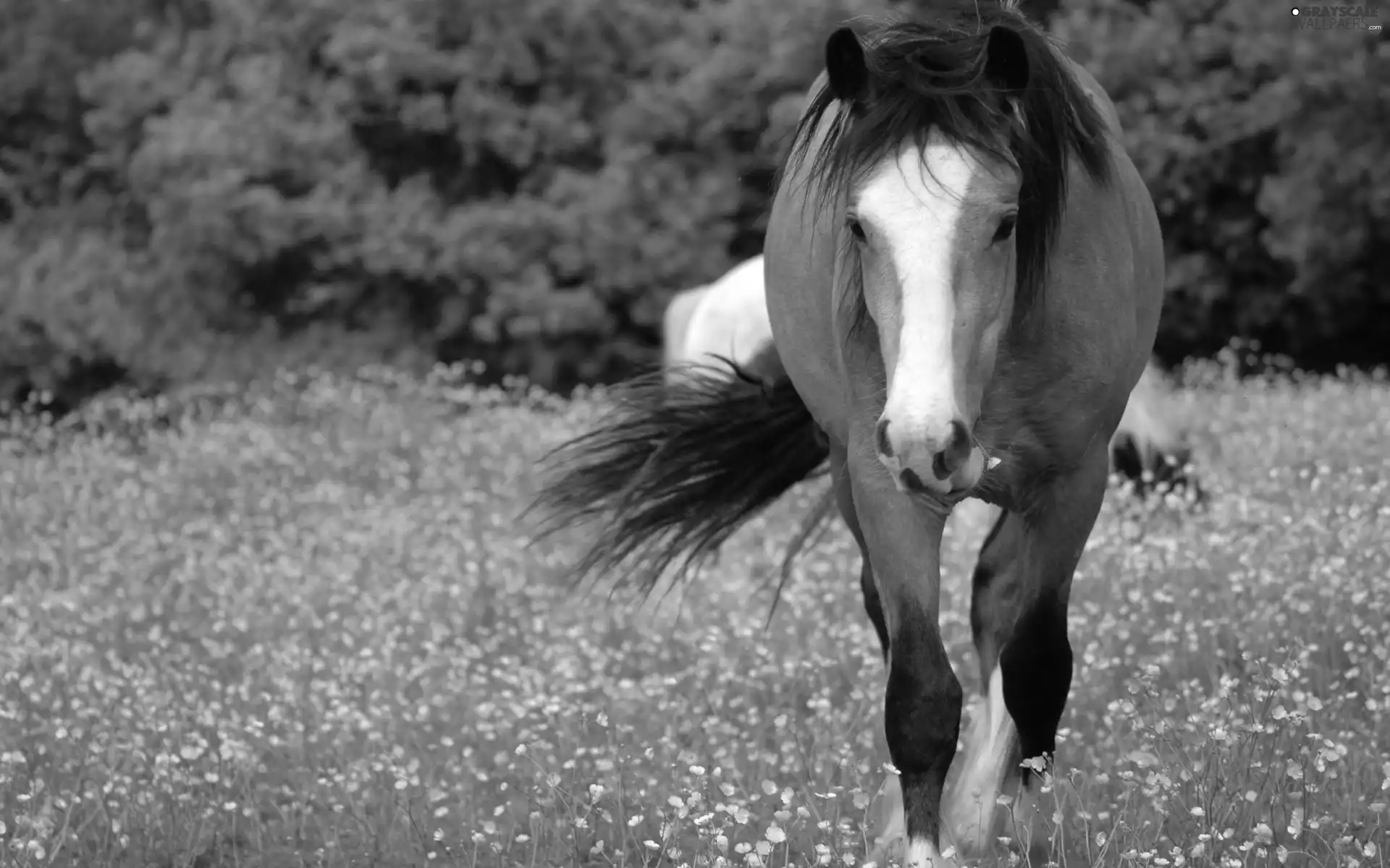 Horse, Meadow