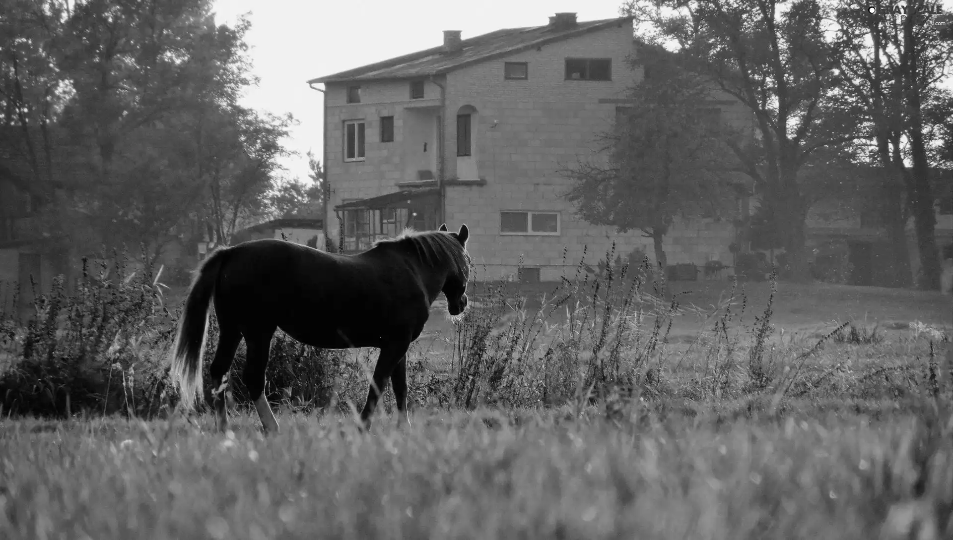 Horse, Meadow