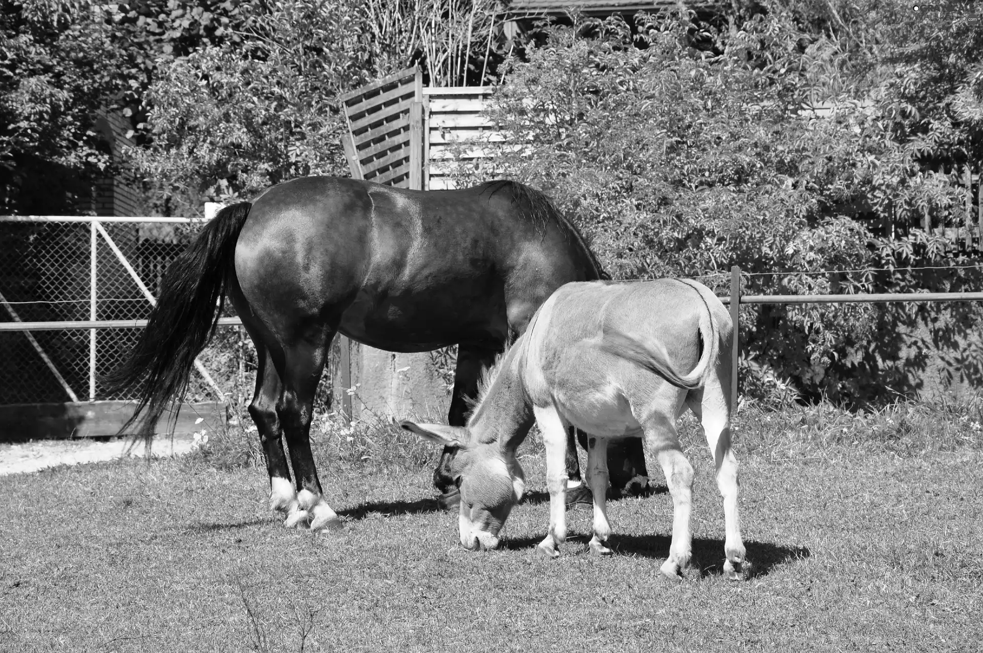 Meadow, Donkey, Horse
