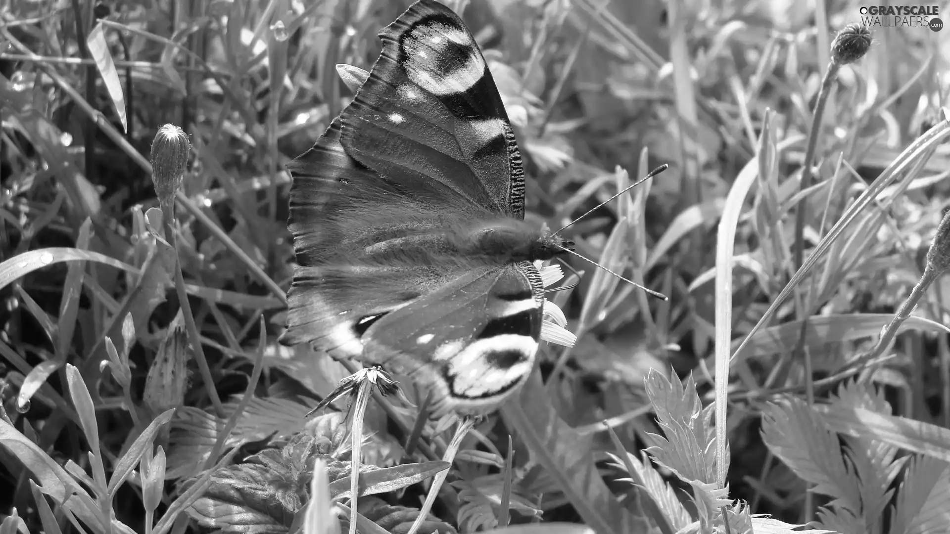 Meadow, butterfly, io