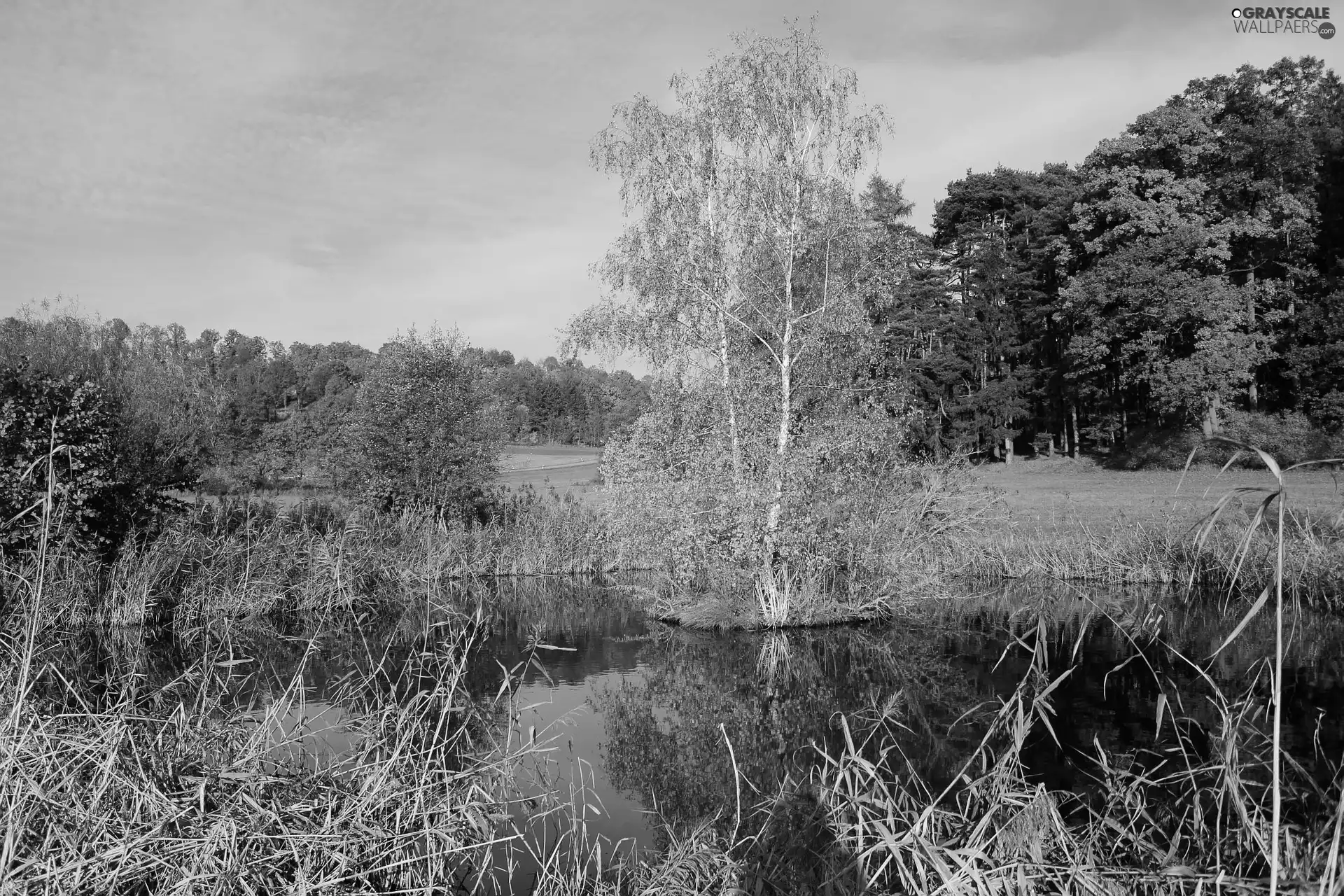 lake, viewes, Meadow, trees