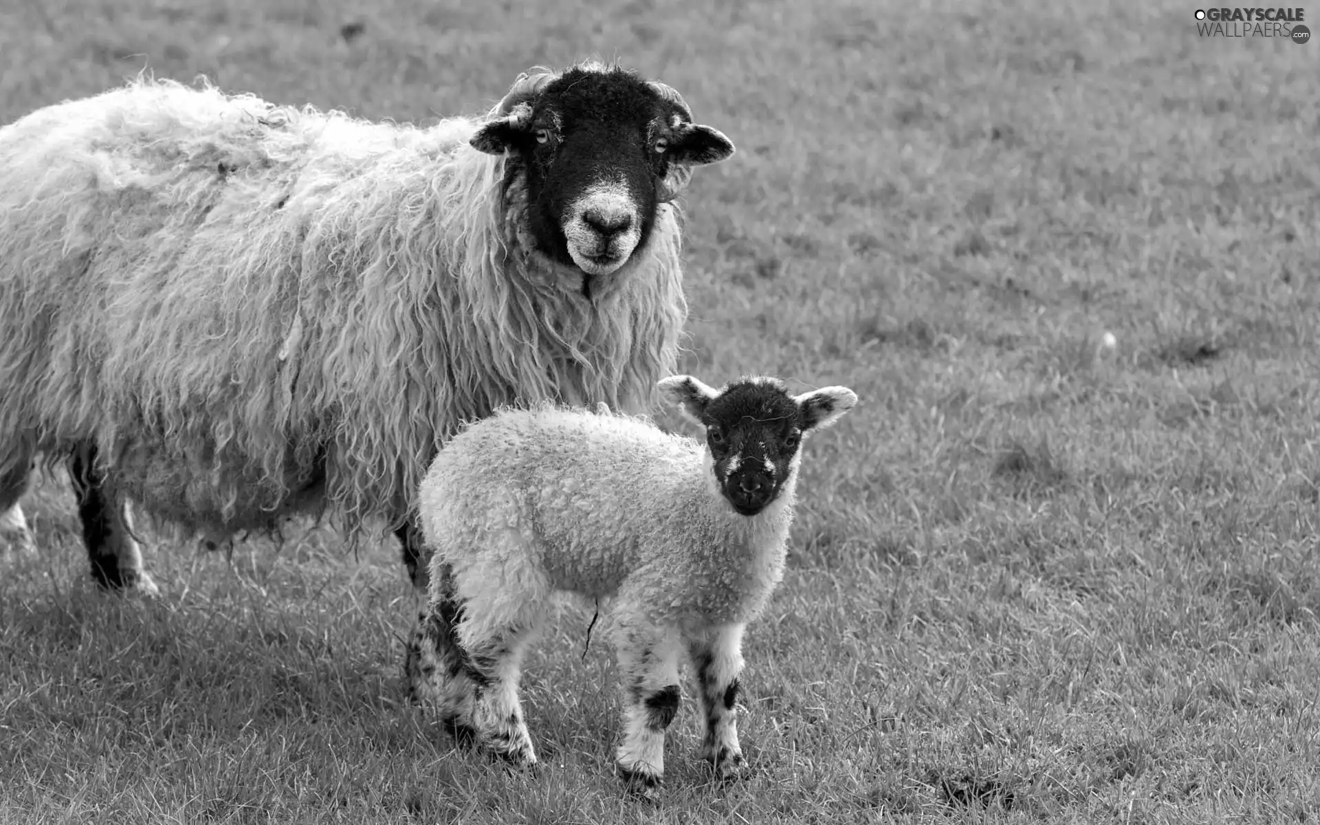 Meadow, sheep, lamb
