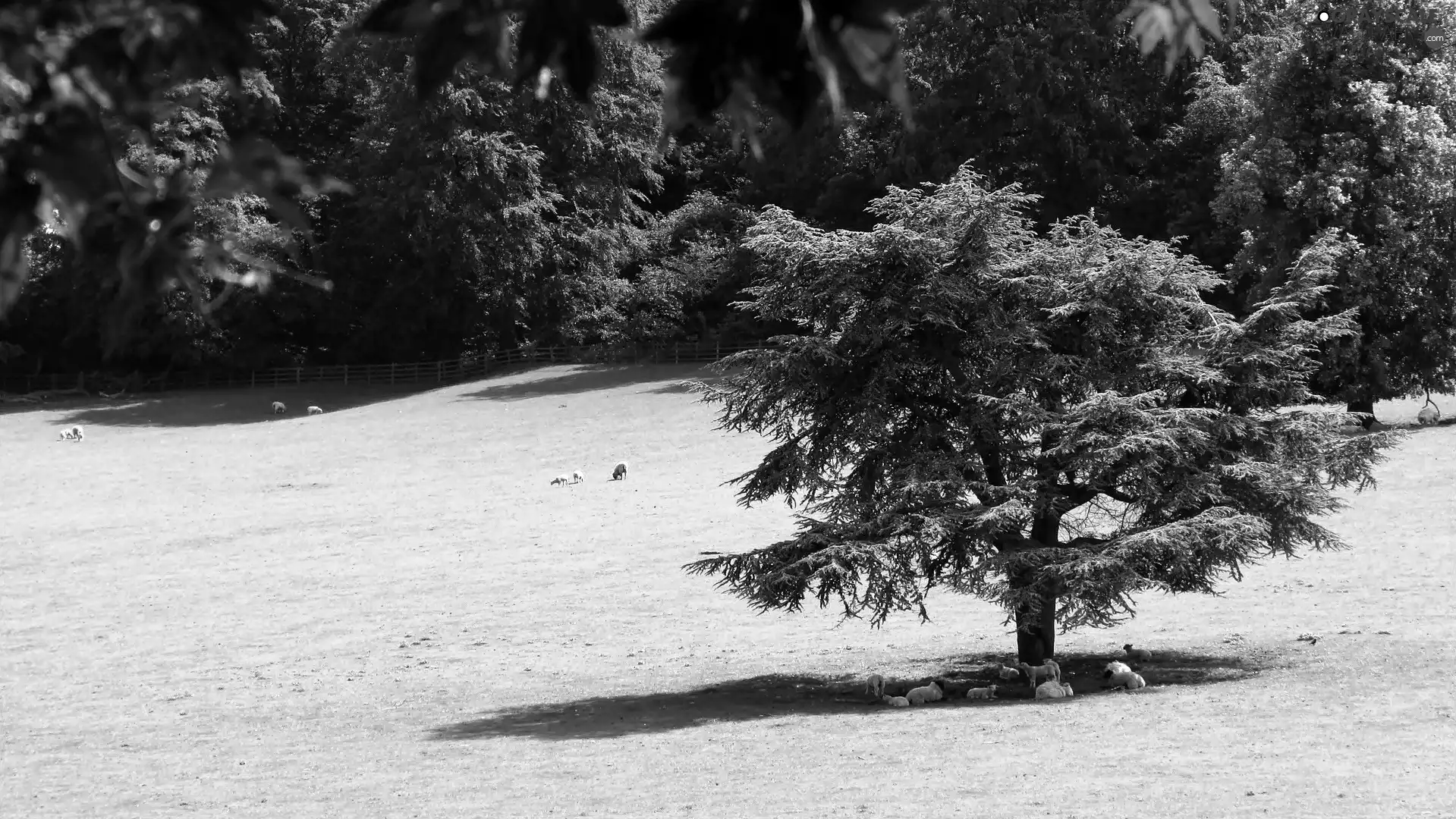 forest, summer, Meadow, Sheep, flash, luminosity, ligh, sun, Przebijające