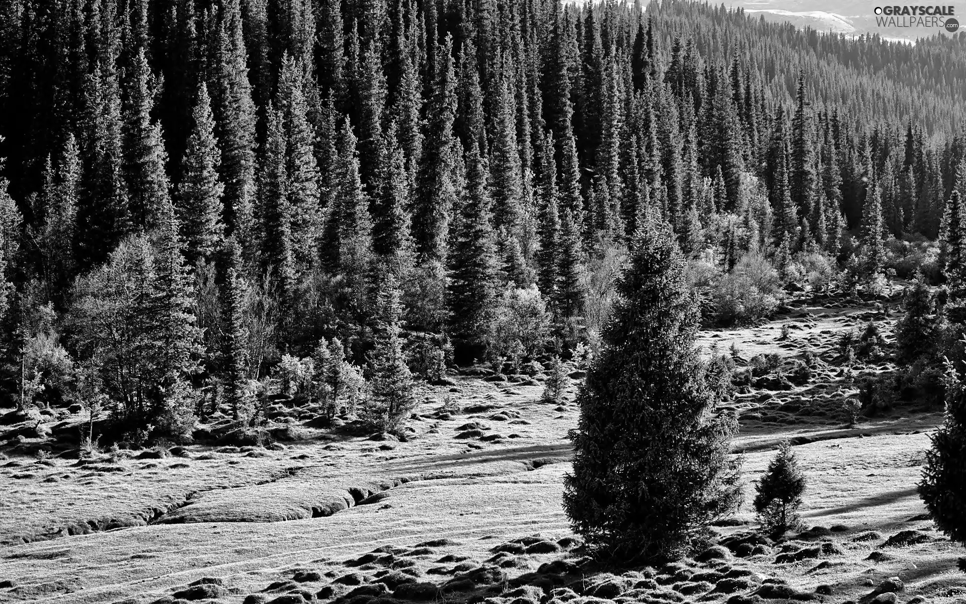 Mountains, coniferous, Meadow, forest