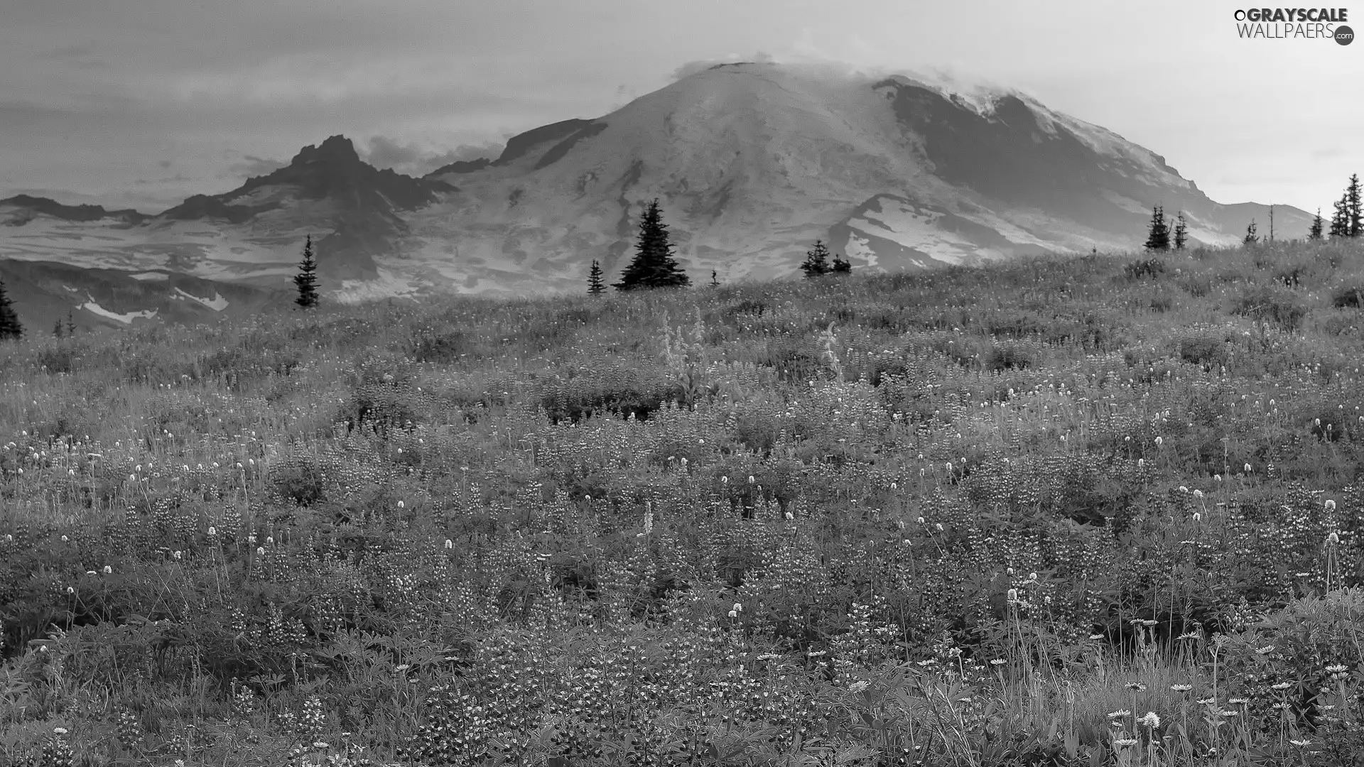 Meadow, Spring, Mountains