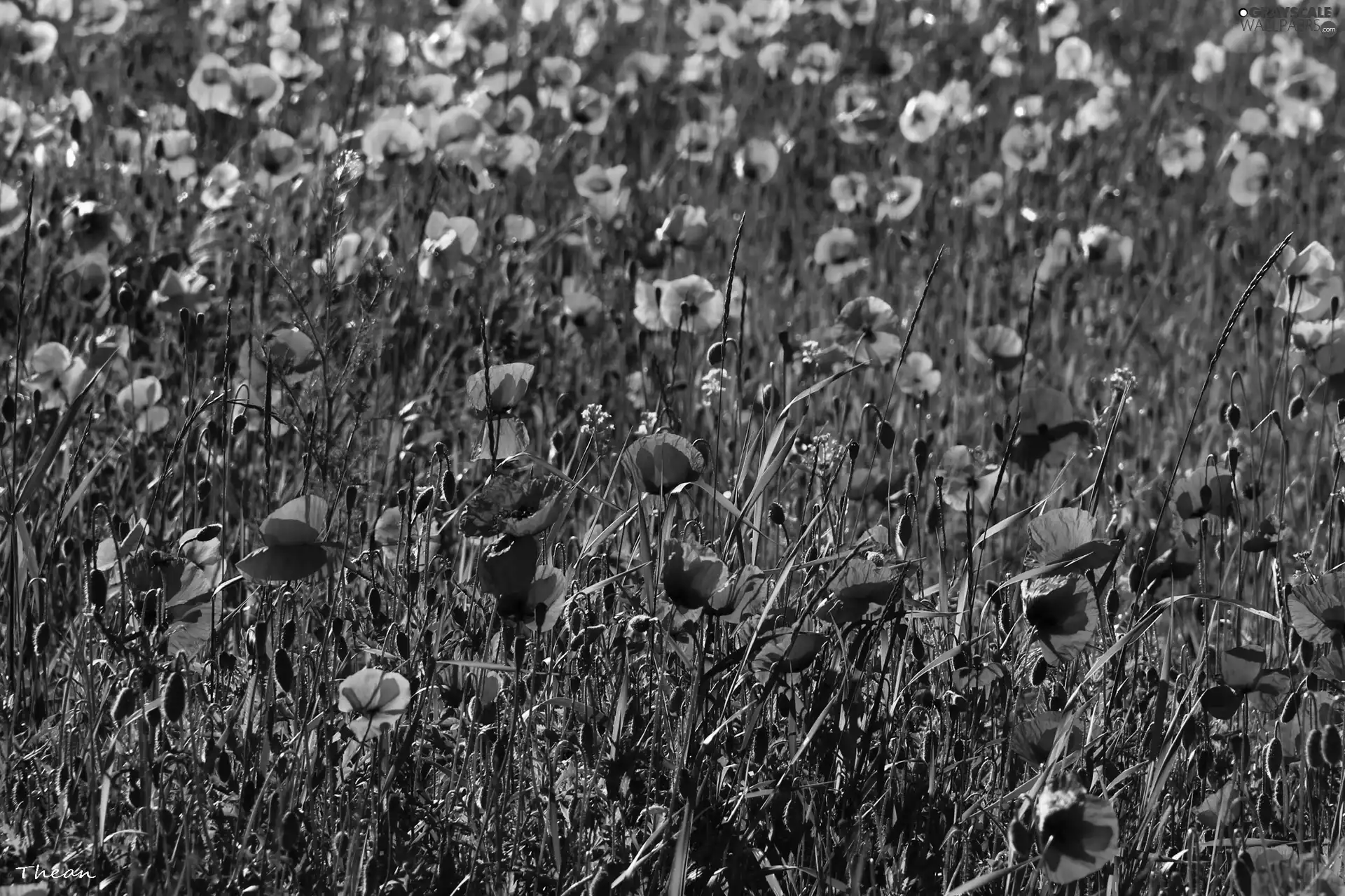 papavers, Meadow