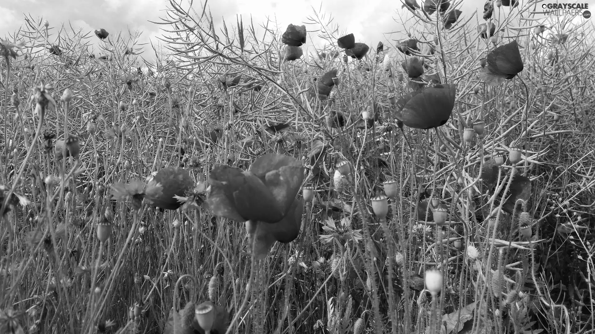 grass, Meadow, papavers, cornflowers, Flowers