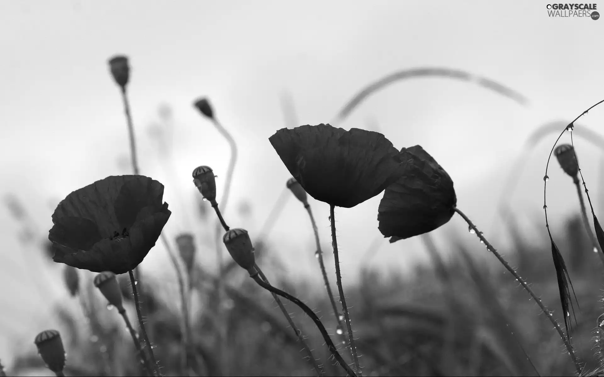 Meadow, Red, papavers