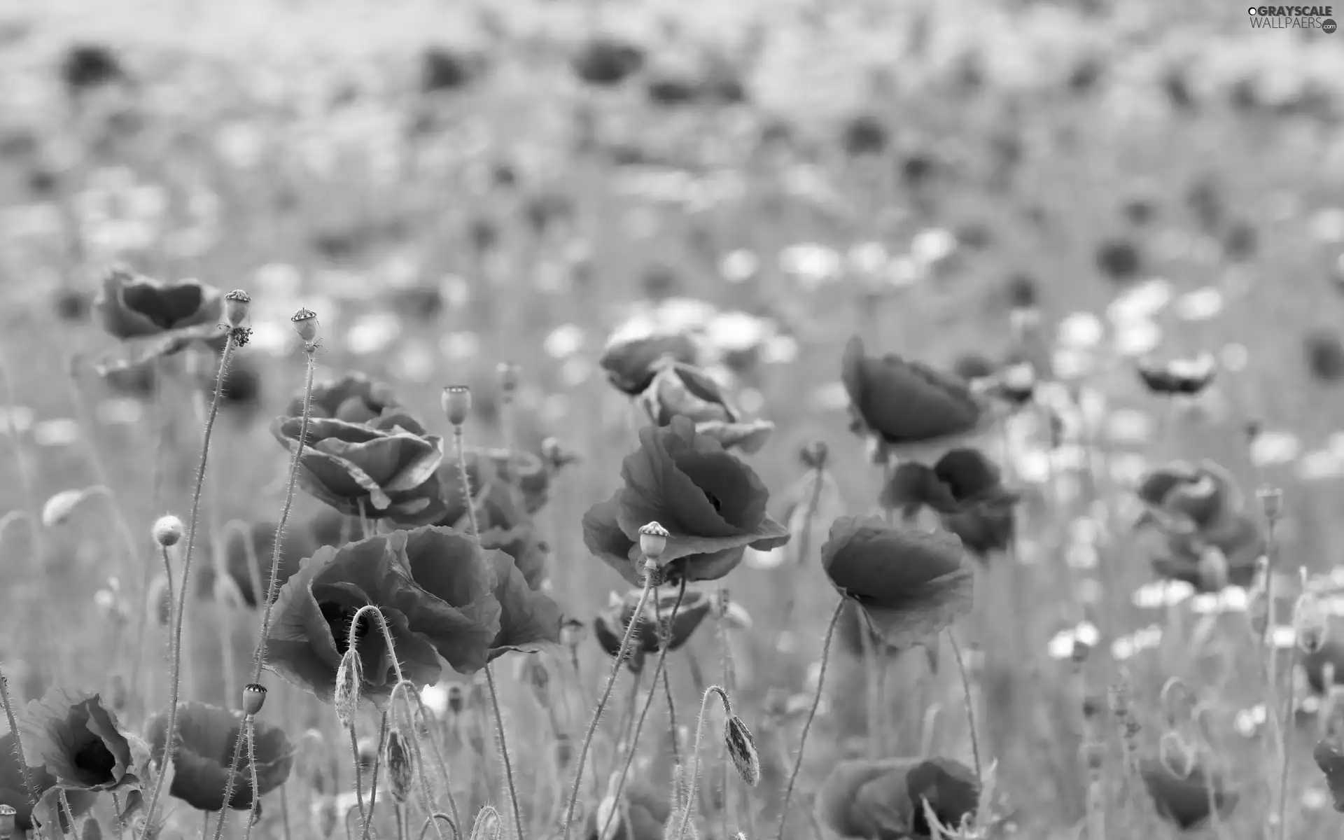 Meadow, Red, papavers