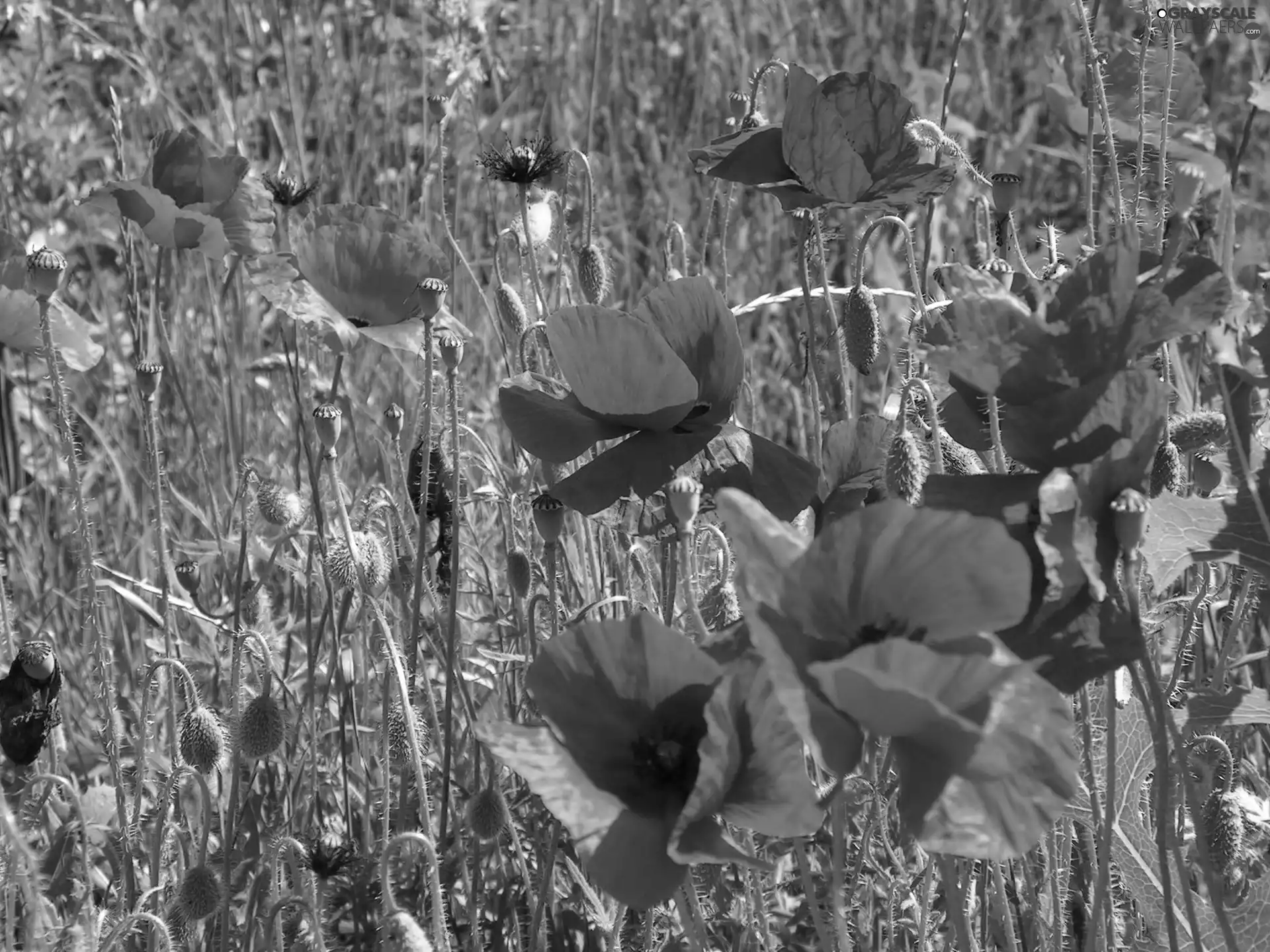 papavers, Meadow