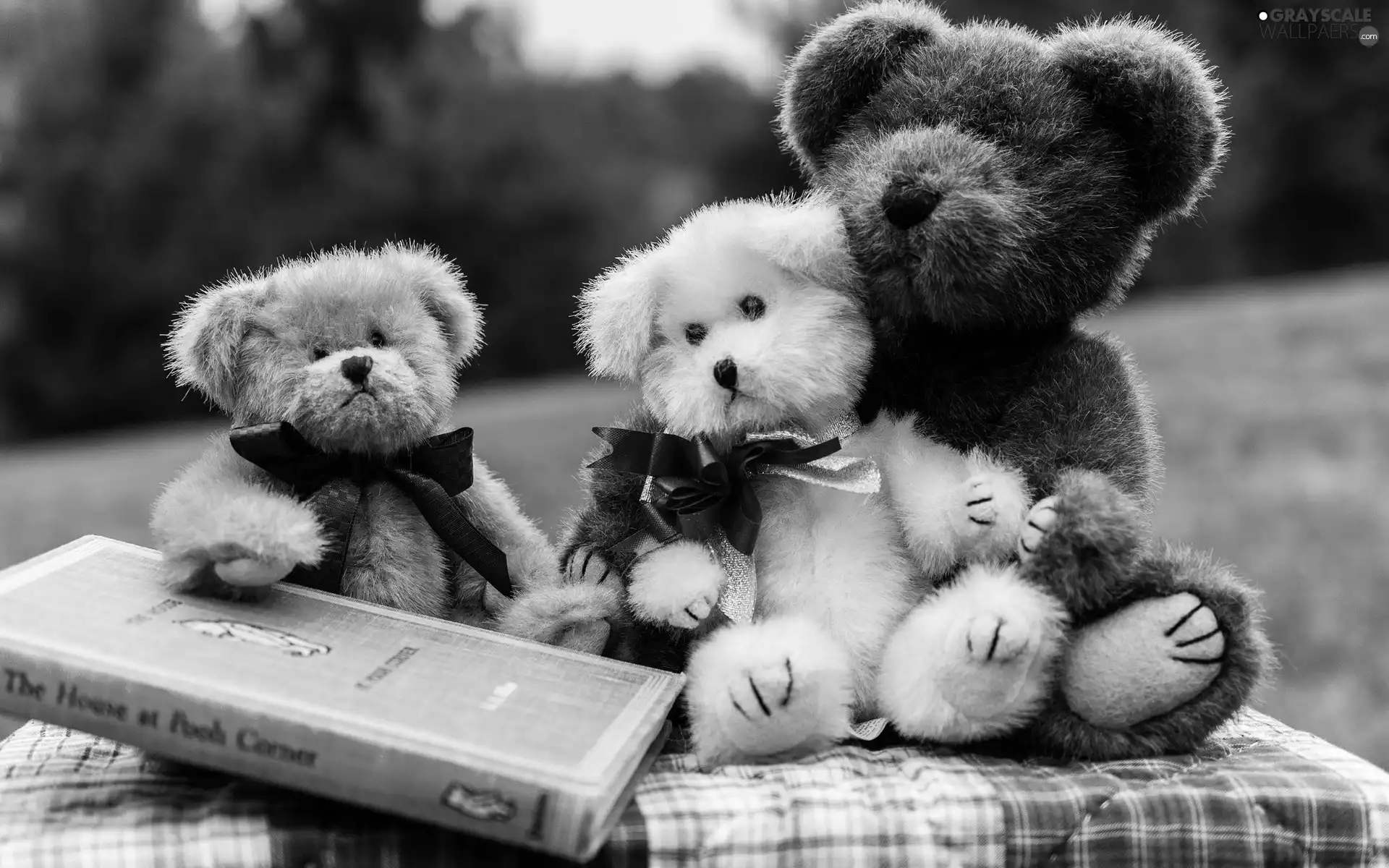 Meadow, Park, Bears, Book, Stuffed Animals