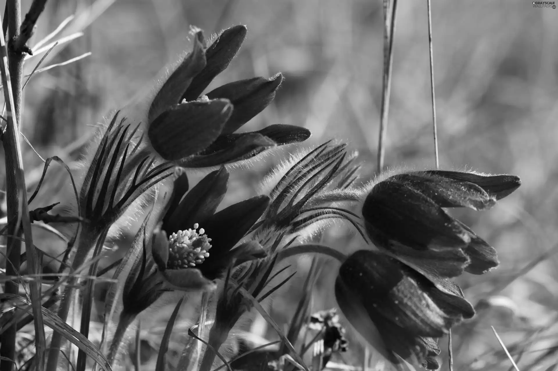 pasque, Meadow
