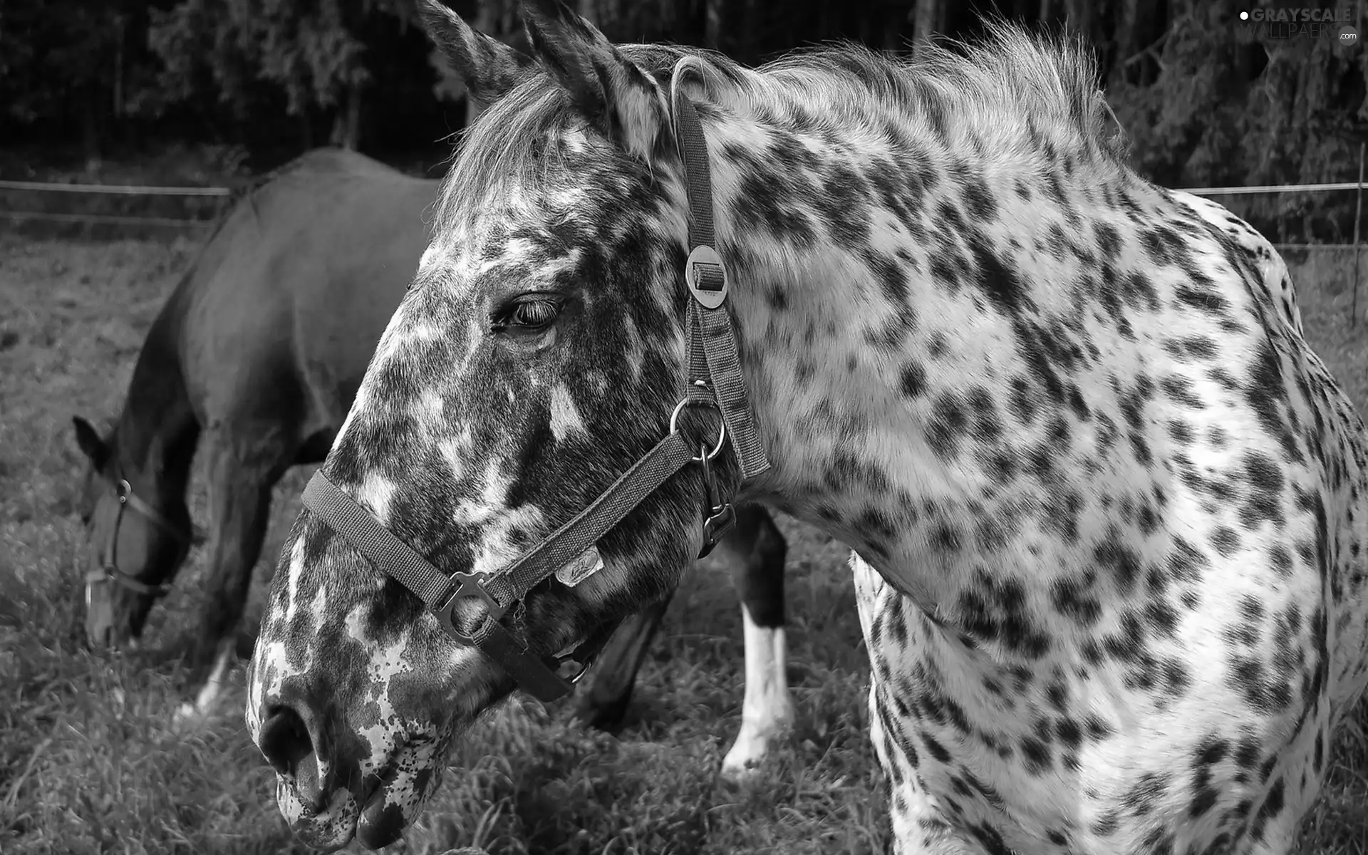 Meadow, bloodstock, pasturage