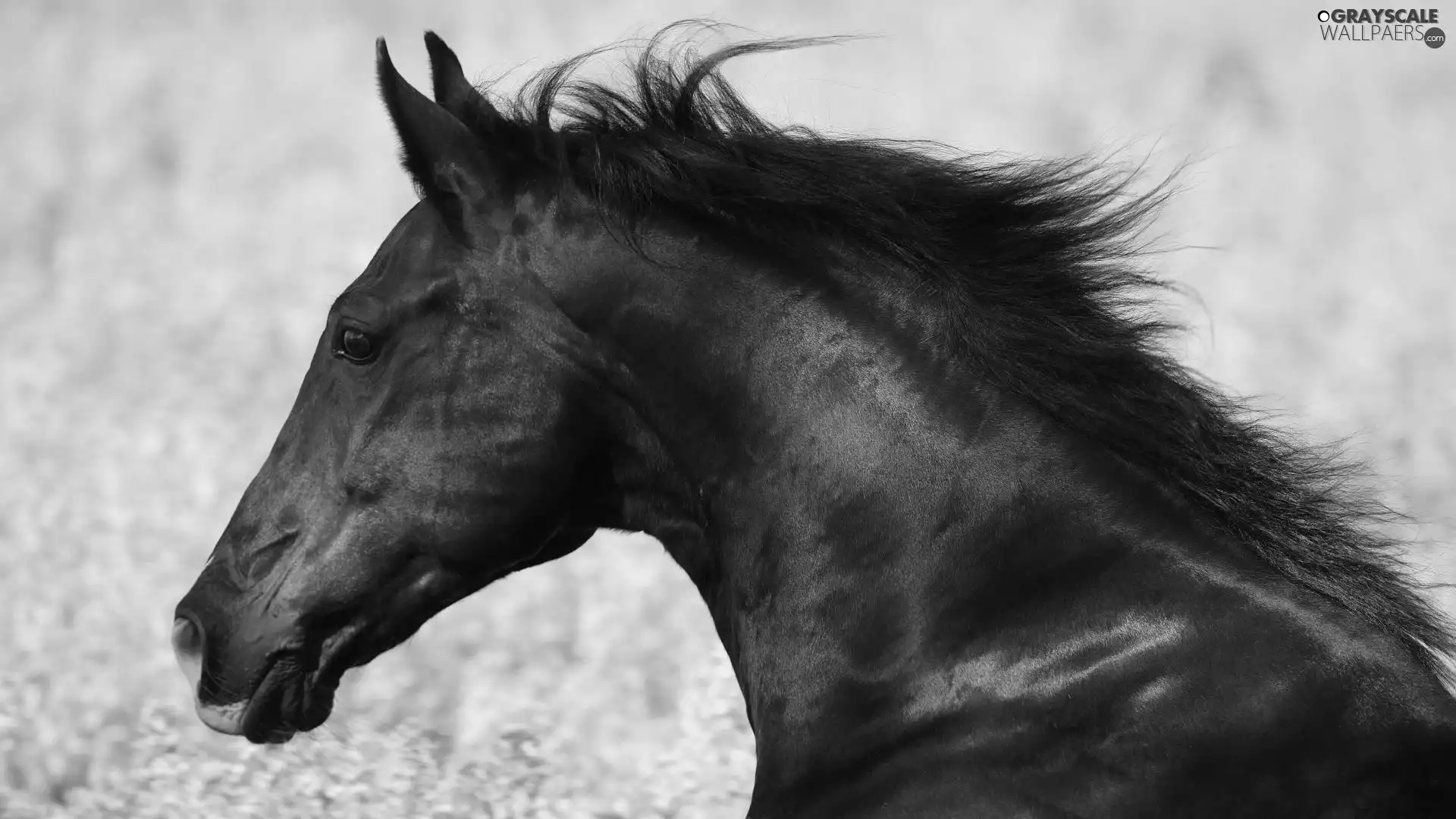 Penalties, mane, Meadow, Horse