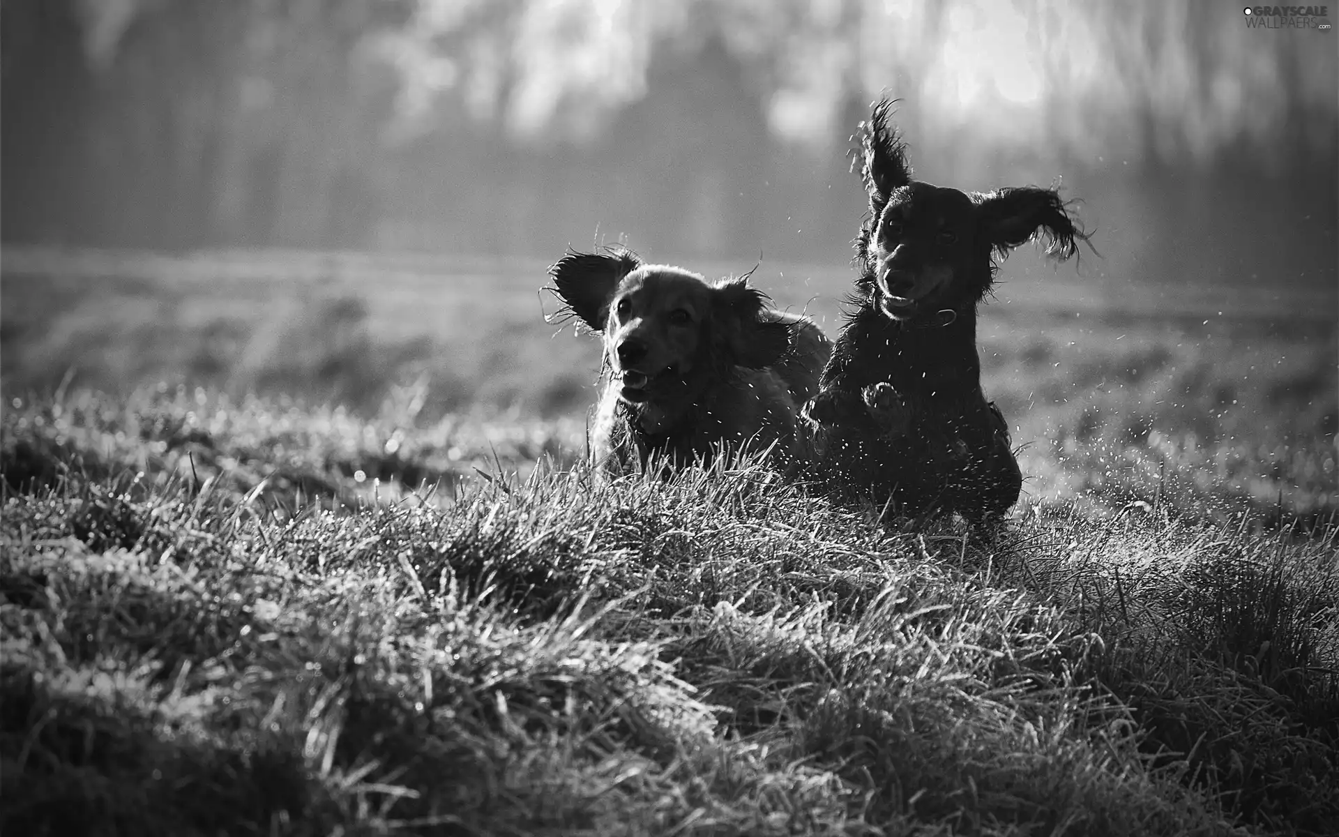 Meadow, Dogs, play