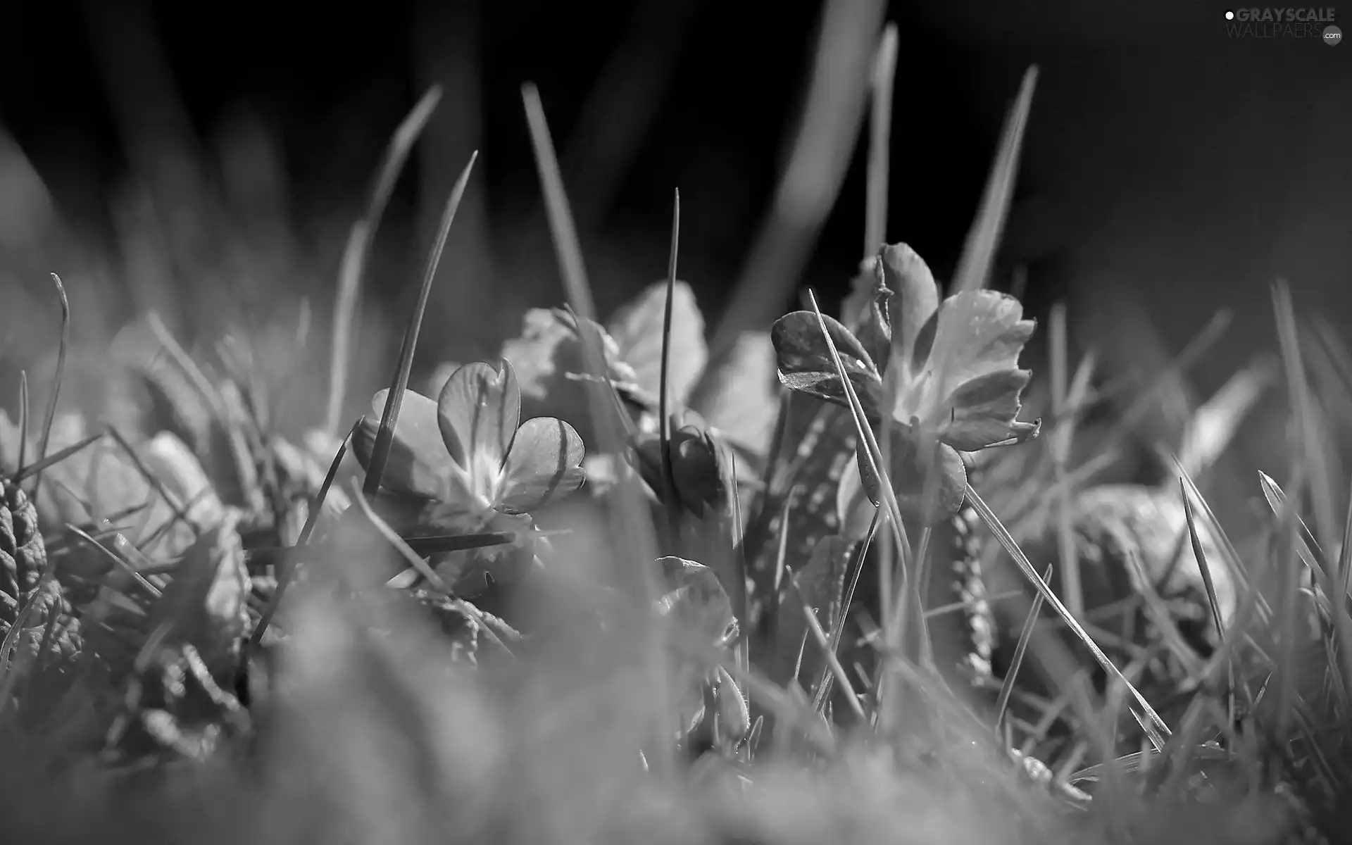 purple, grass, Meadow, Flowers