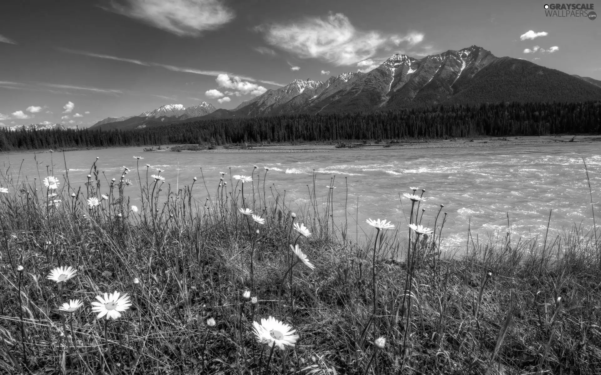 River, woods, Meadow, Mountains