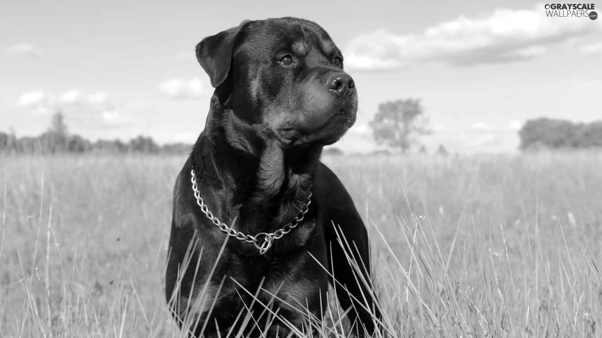 Rottweiler, Meadow