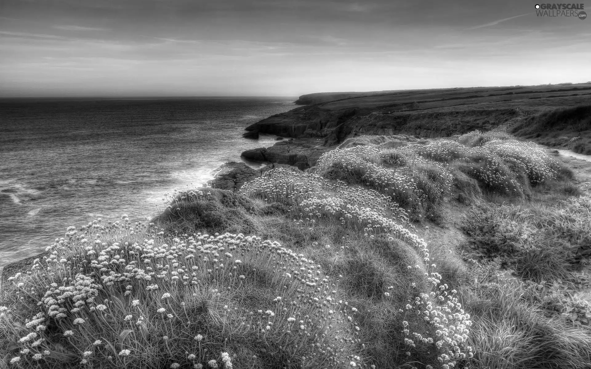 sea, Flowers, Meadow, grass