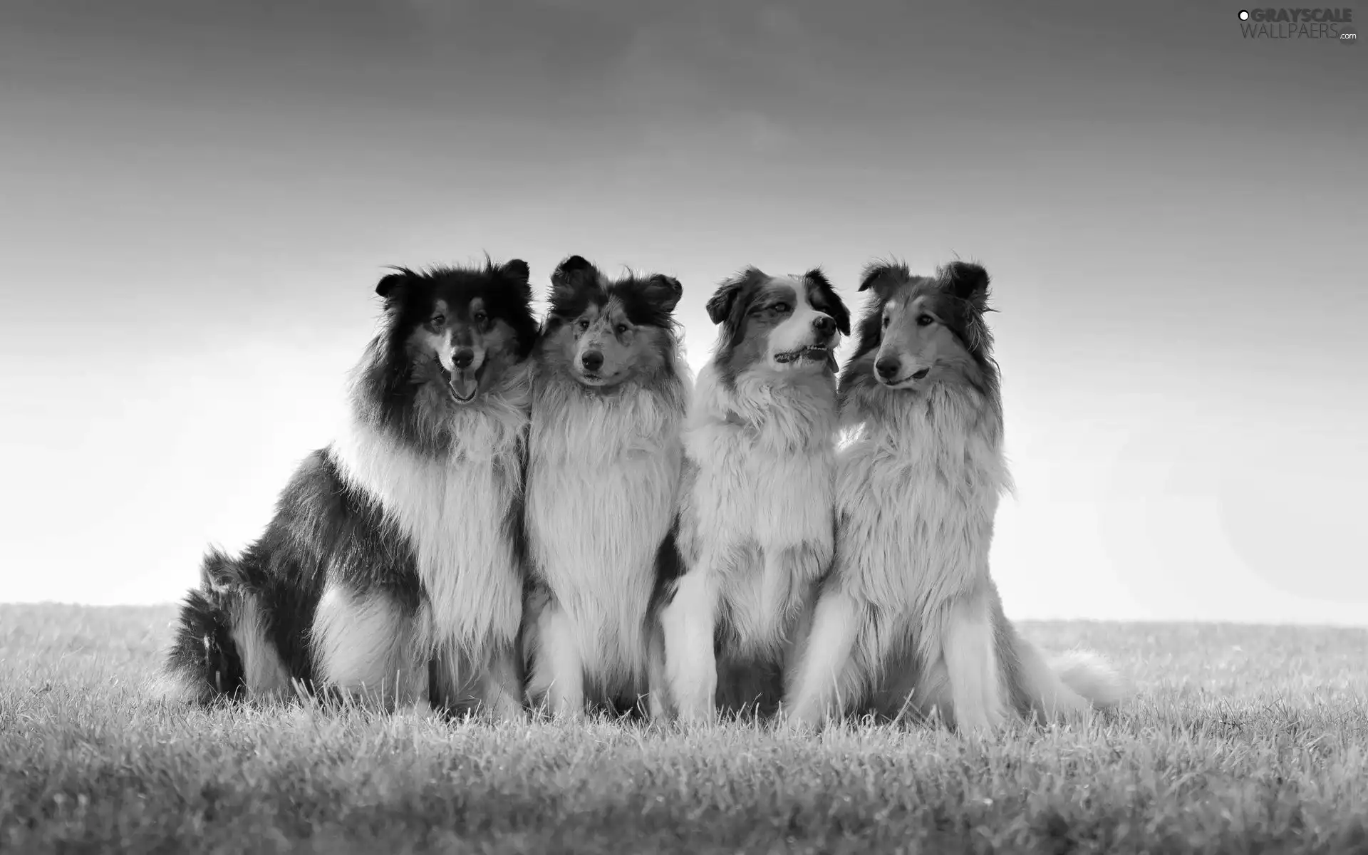 Shepherds, Collie, Meadow, Scottish