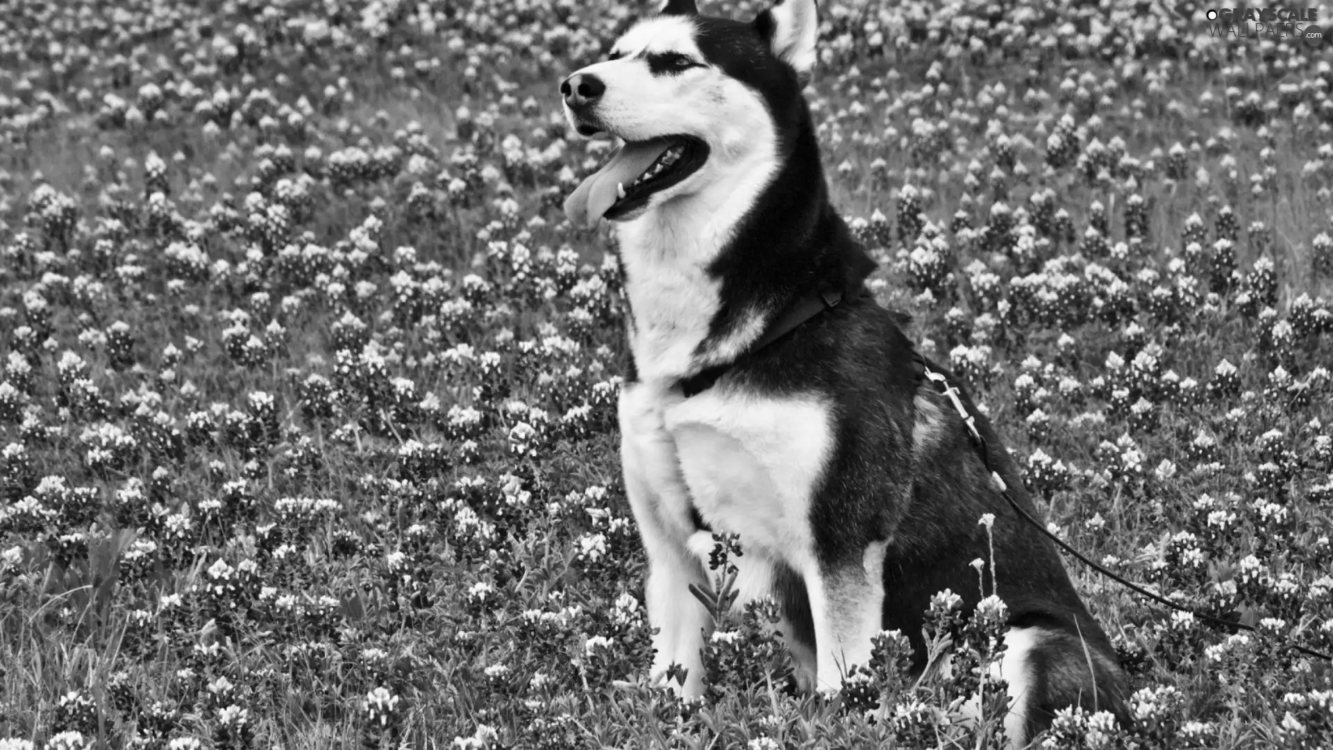 Flowers, Siberian Husky, Meadow