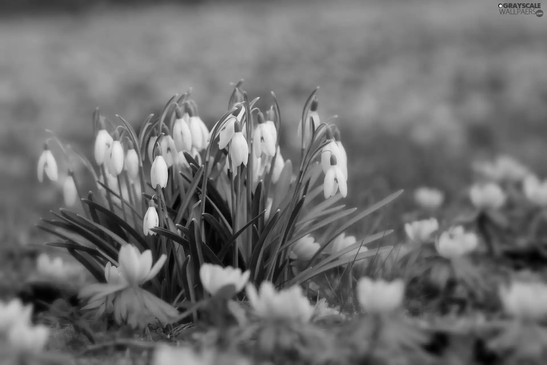 snowdrops, Meadow
