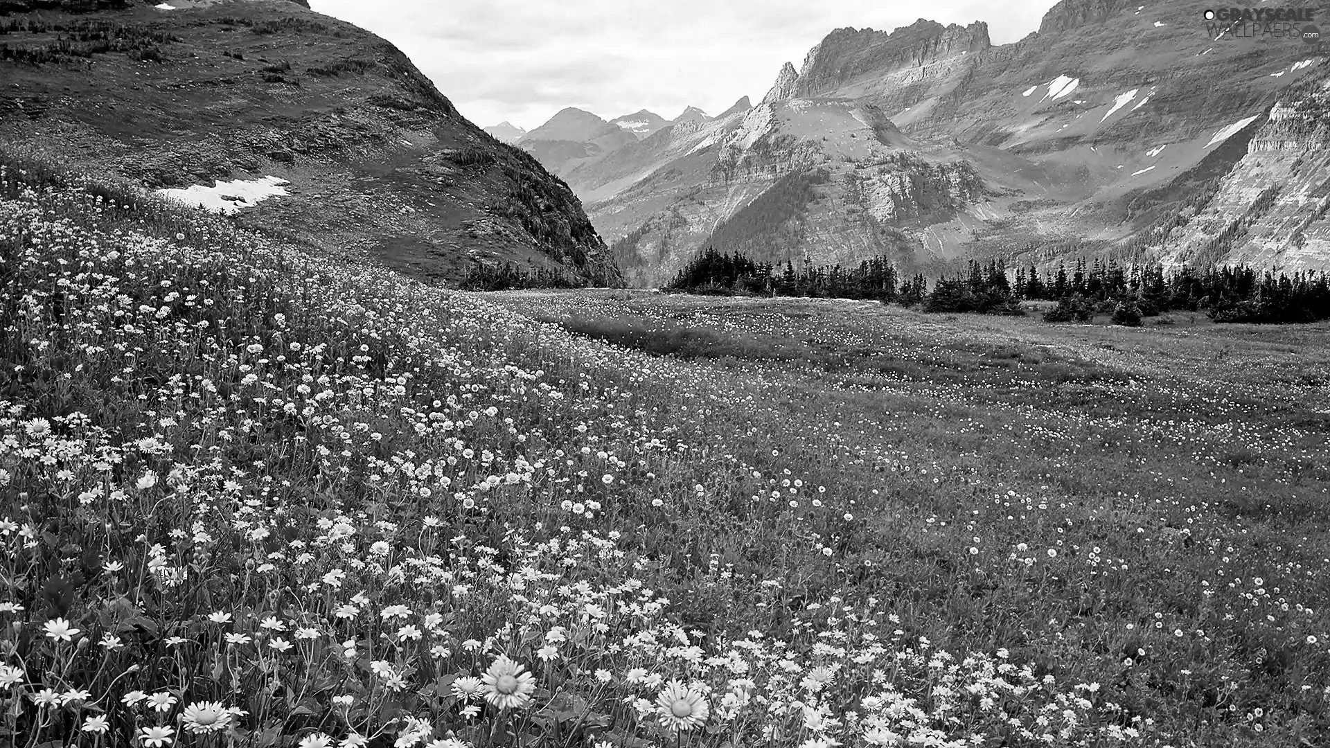 Spring, Flowered, Meadow, Mountains