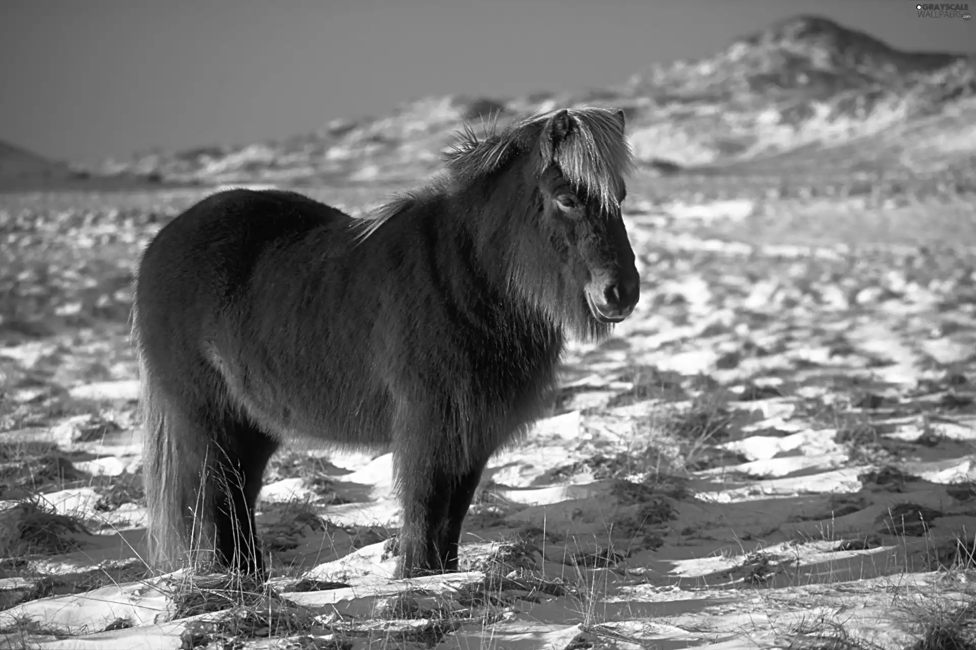 standing, A snow-covered, Meadow, Horse